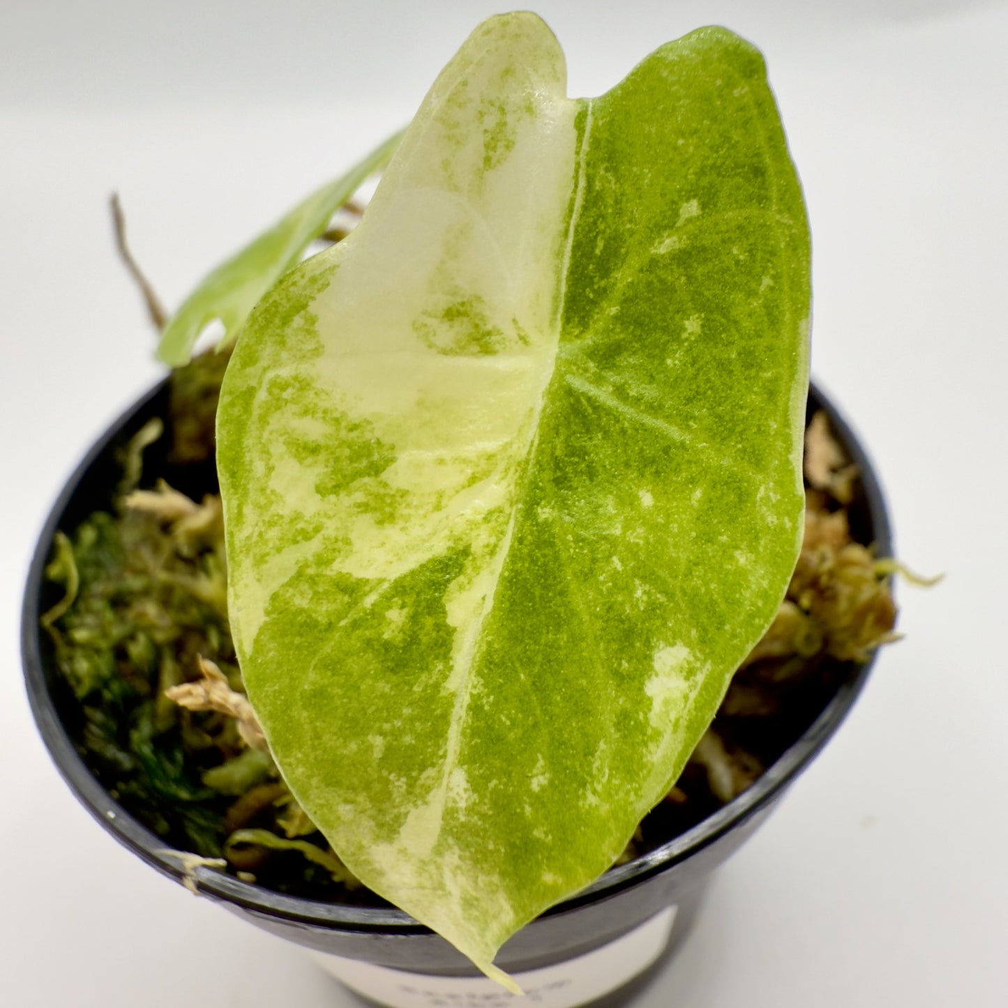 Alocasia Scalprum Albo Variegata