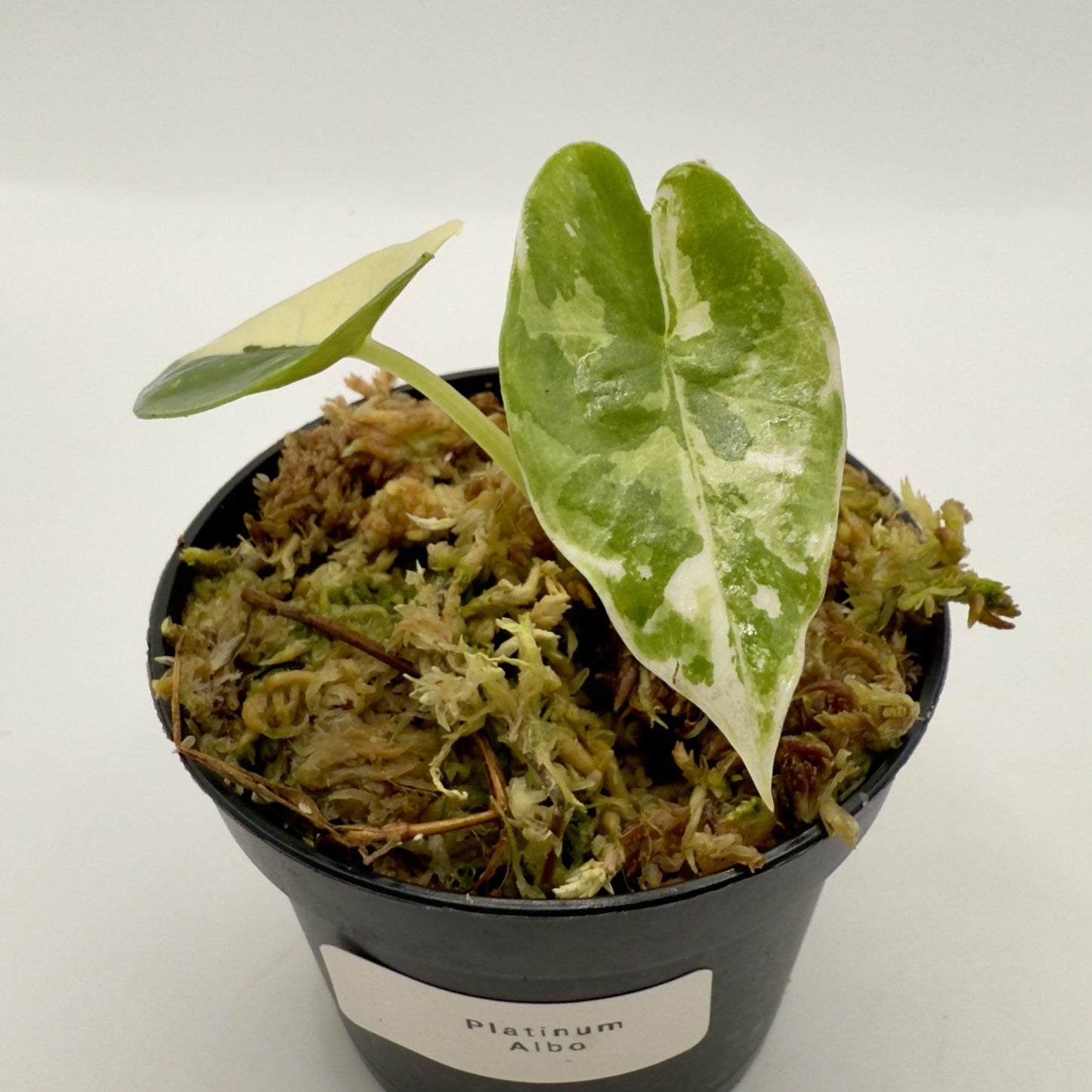 Alocasia Platinum Albo Variegata