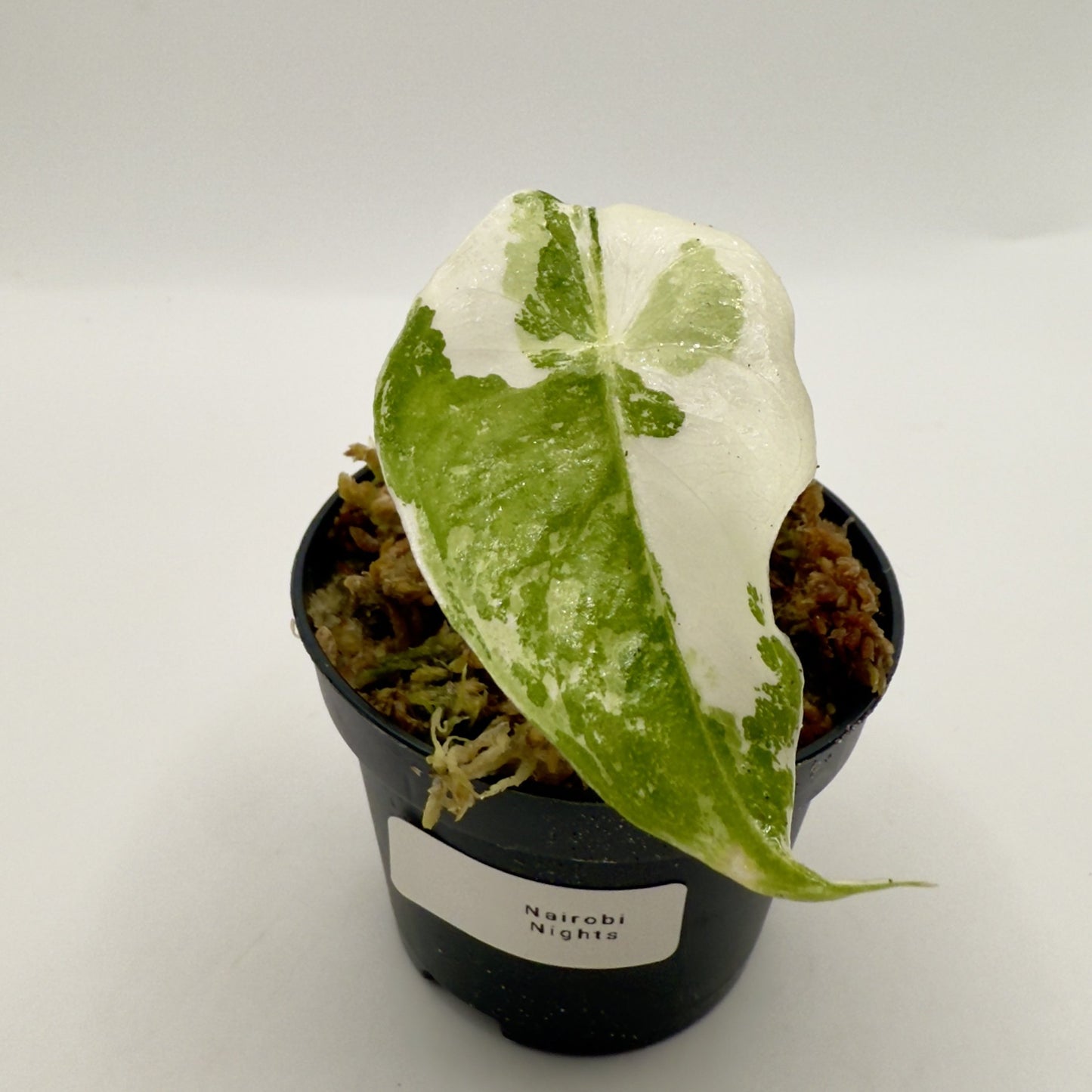 Alocasia Nairobi Nights Variegata