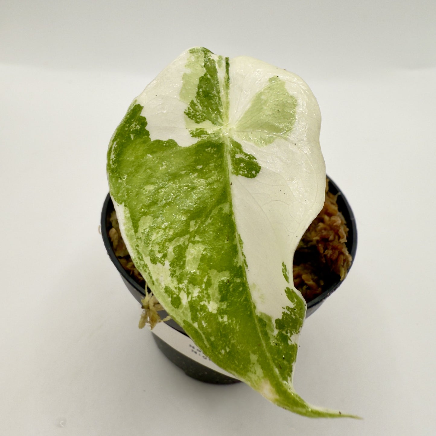 Alocasia Nairobi Nights Variegata