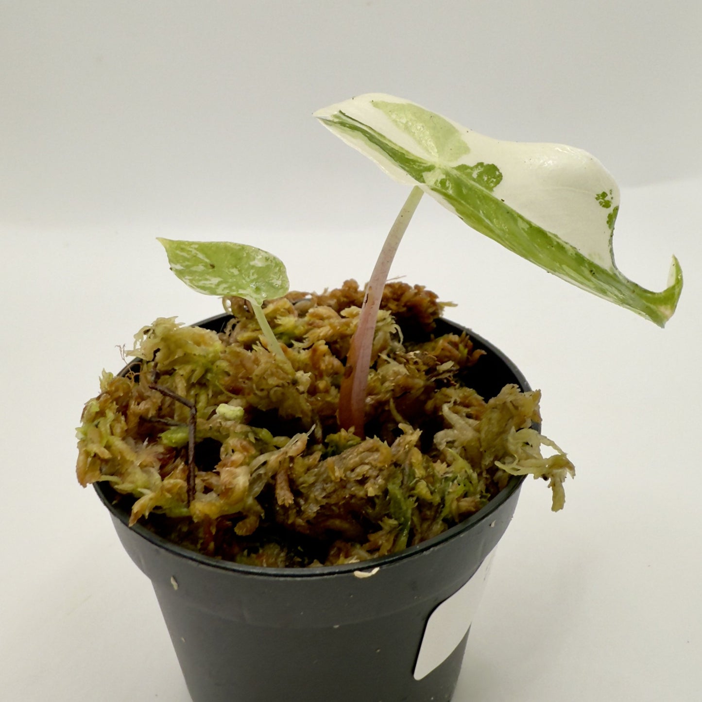 Alocasia Nairobi Nights Variegata