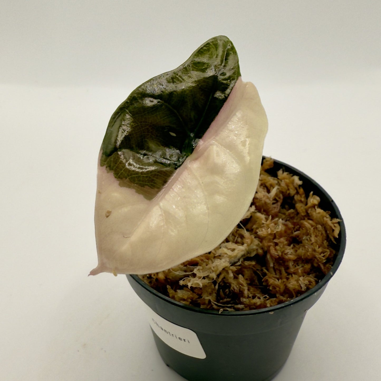 Alocasia Chantrieri Pink Variegata