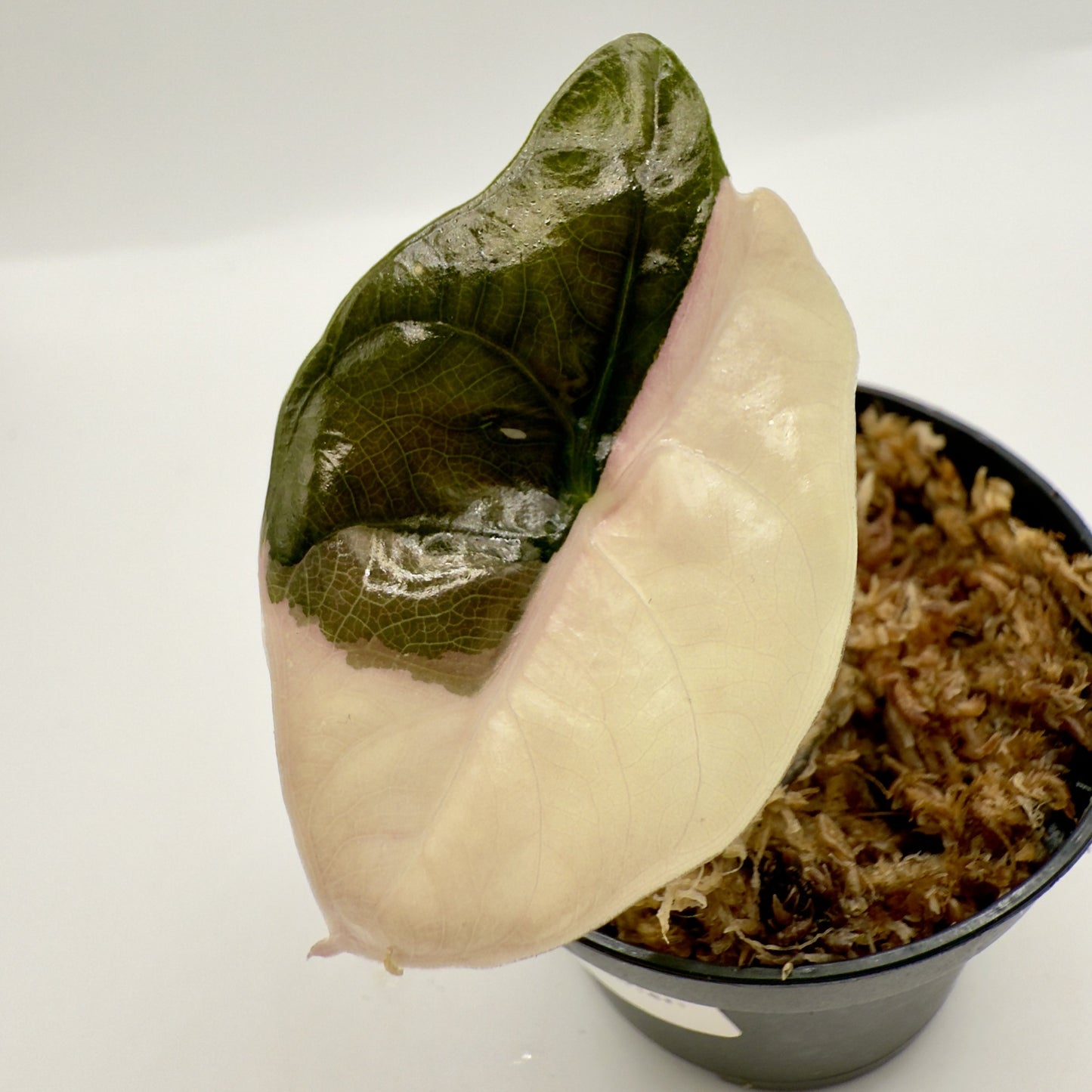 Alocasia Chantrieri Pink Variegata
