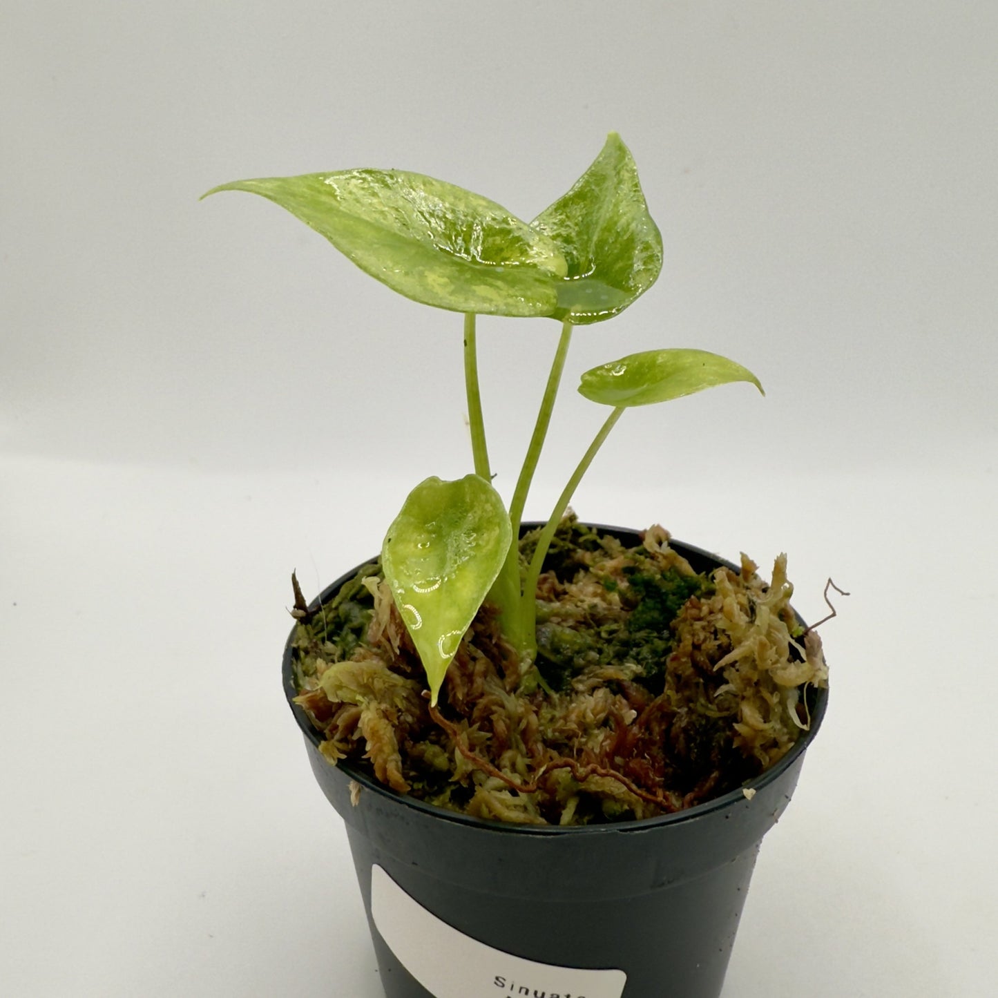 Alocasia Sinuata Aurea Variegata