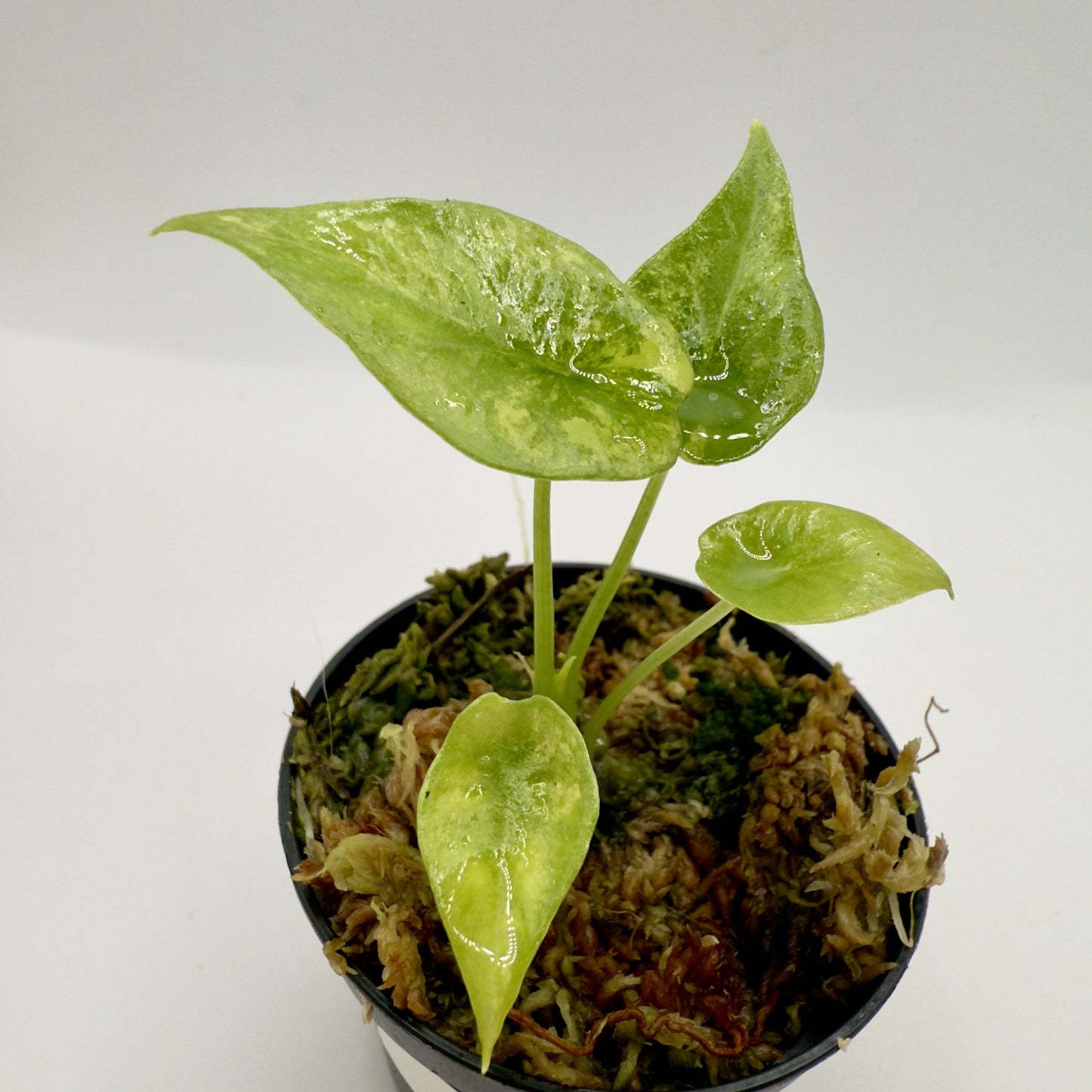 Alocasia Sinuata Aurea Variegata