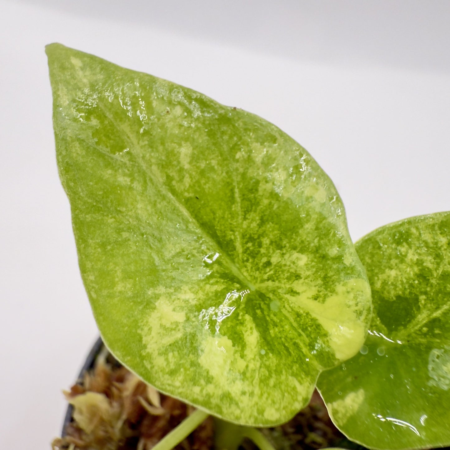 Alocasia Sinuata Aurea Variegata
