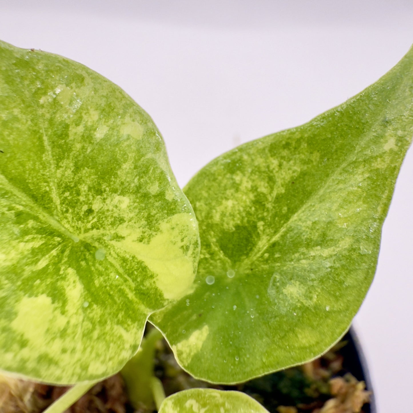 Alocasia Sinuata Aurea Variegata