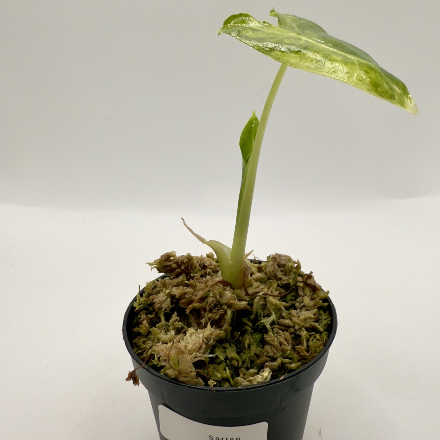 Alocasia Sarian Aurea Variegata