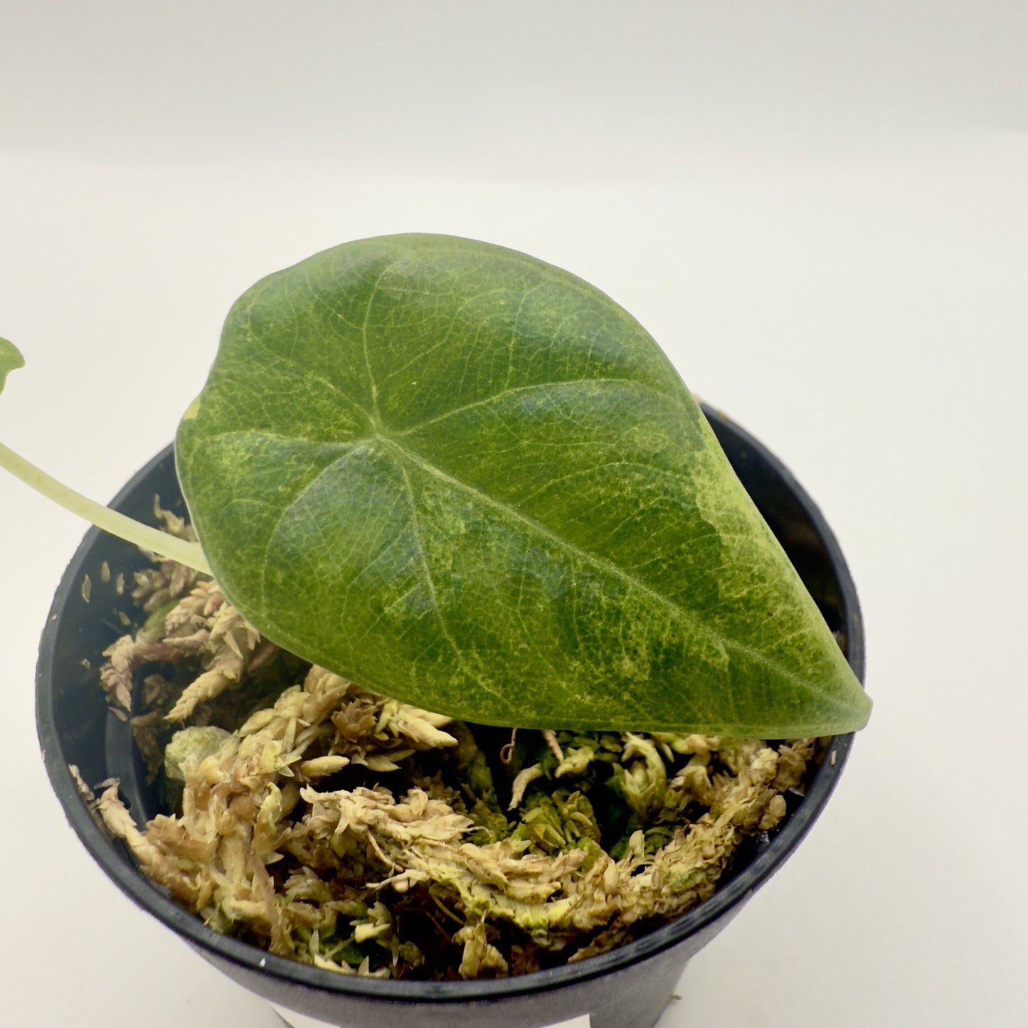 Alocasia Maharani Gold Variegata