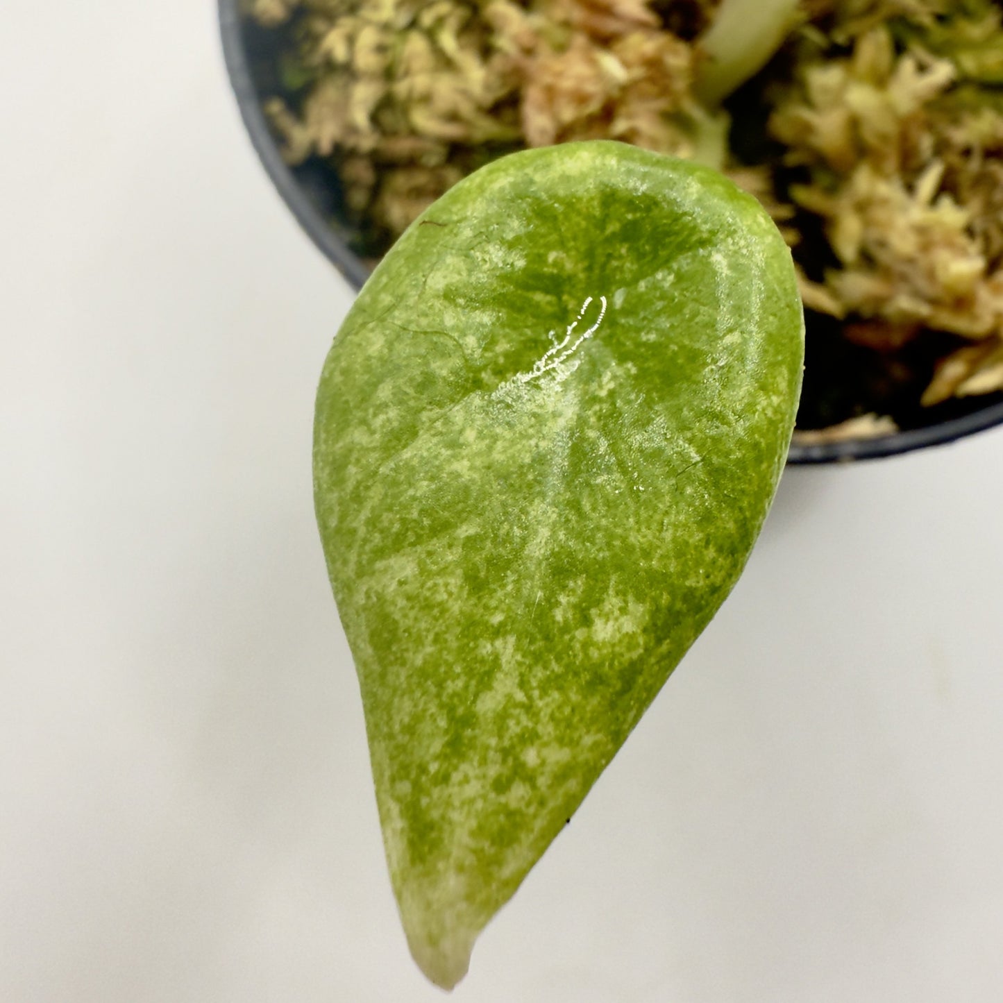 Alocasia Maharani Gold Variegata