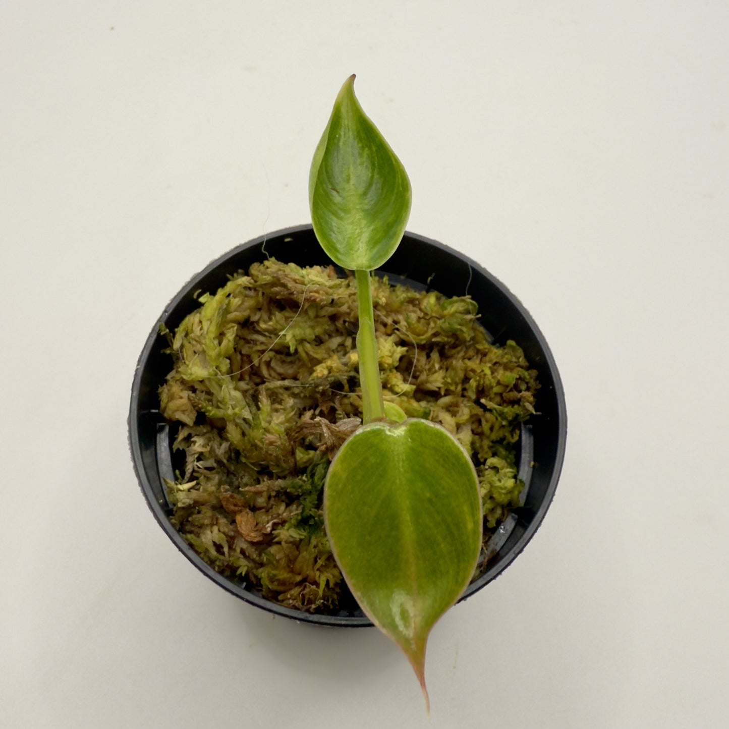 Philodendron Spiritus Sancti