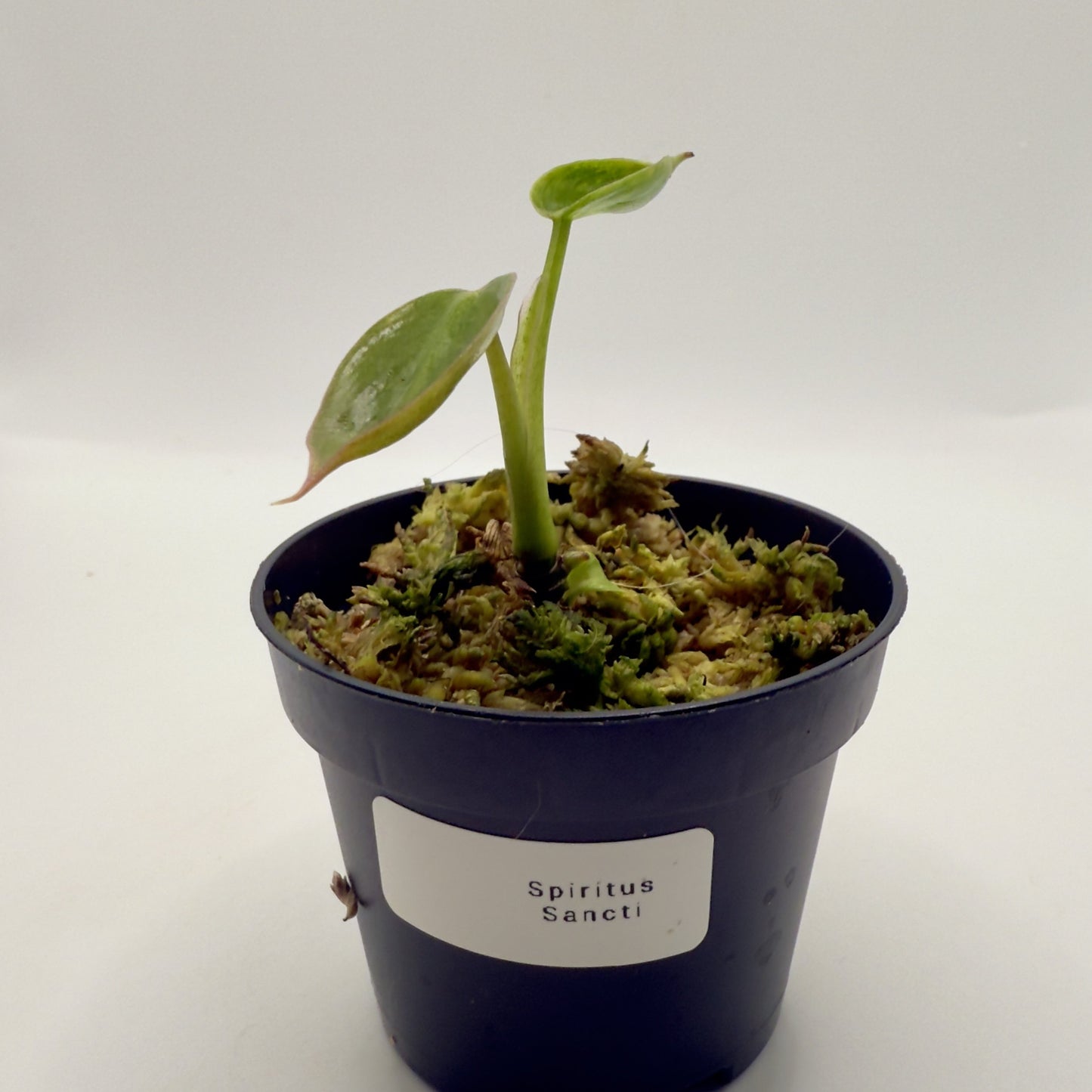 Philodendron Spiritus Sancti