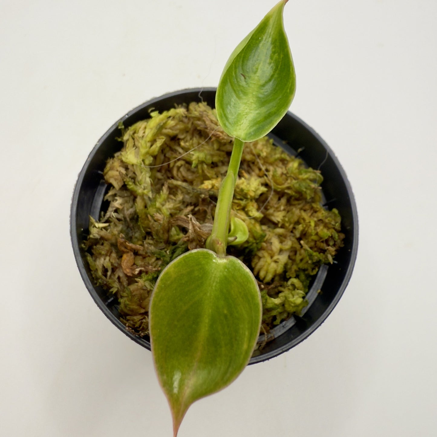 Philodendron Spiritus Sancti
