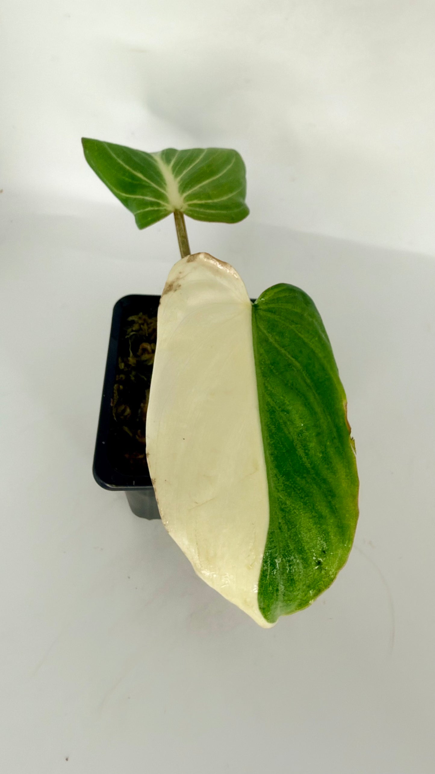 Philodendron Gloriosum Albo Variegated