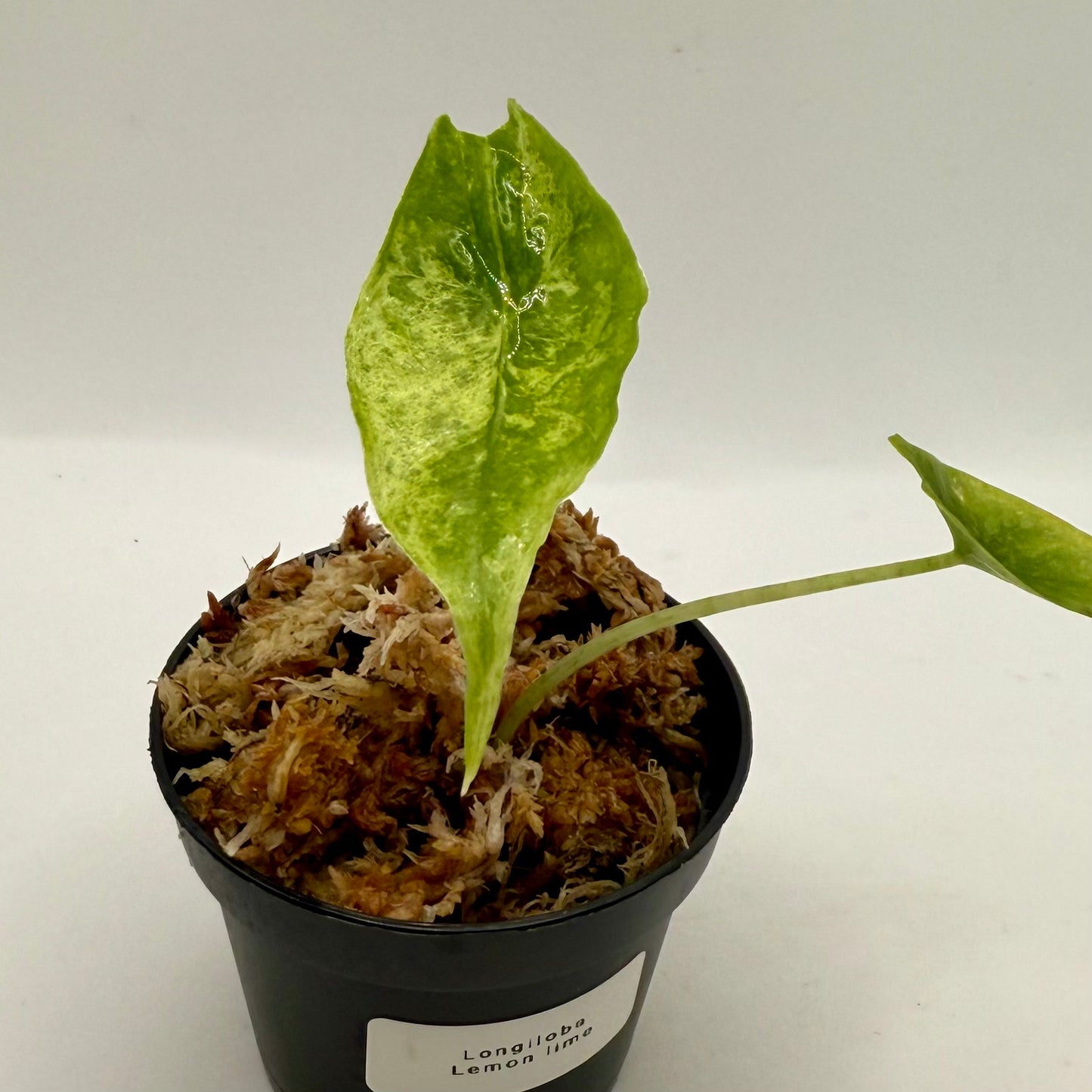 Alocasia Longiloba Lemon Lime Variegata