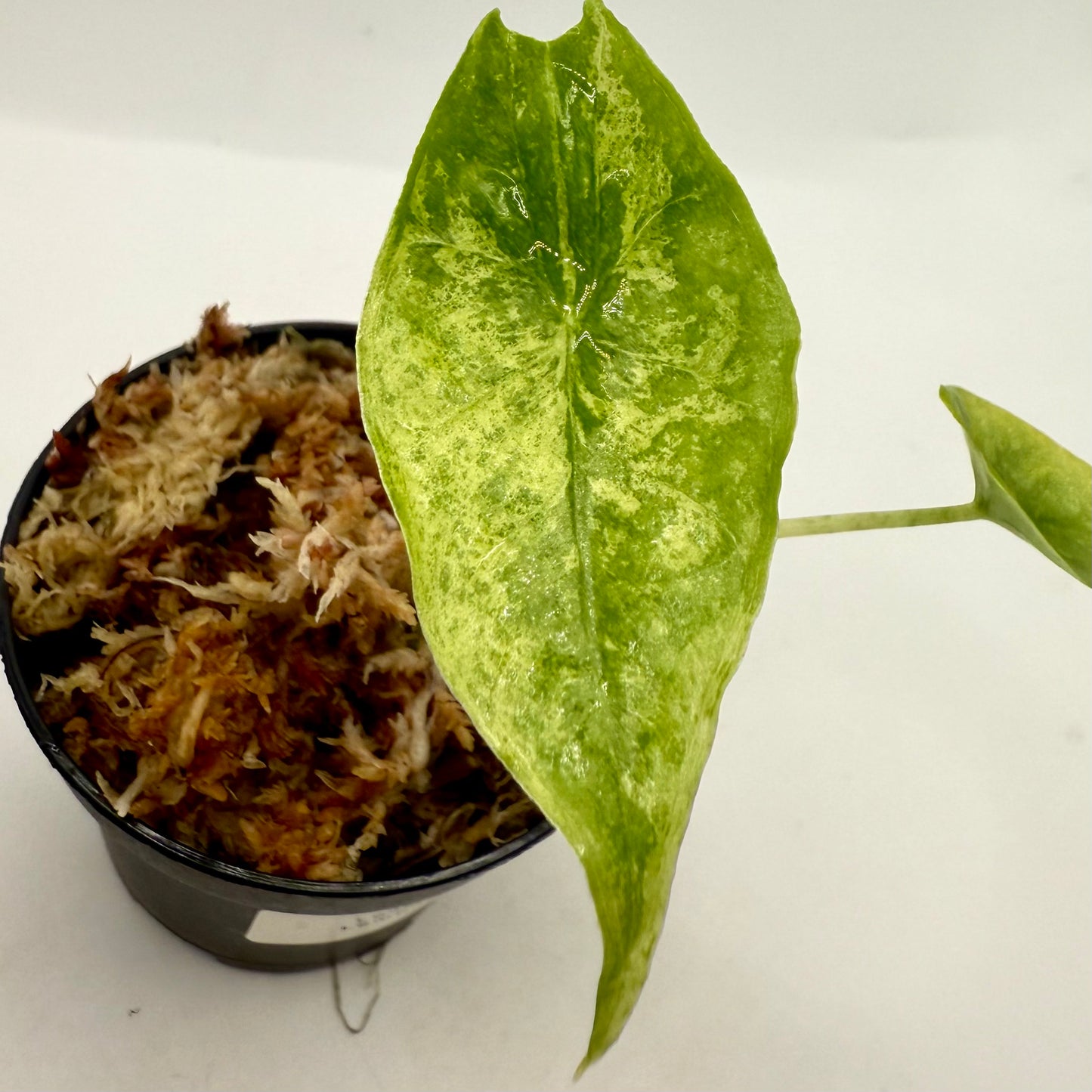 Alocasia Longiloba Lemon Lime Variegata