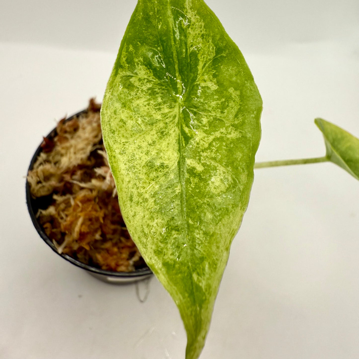 Alocasia Longiloba Lemon Lime Variegata