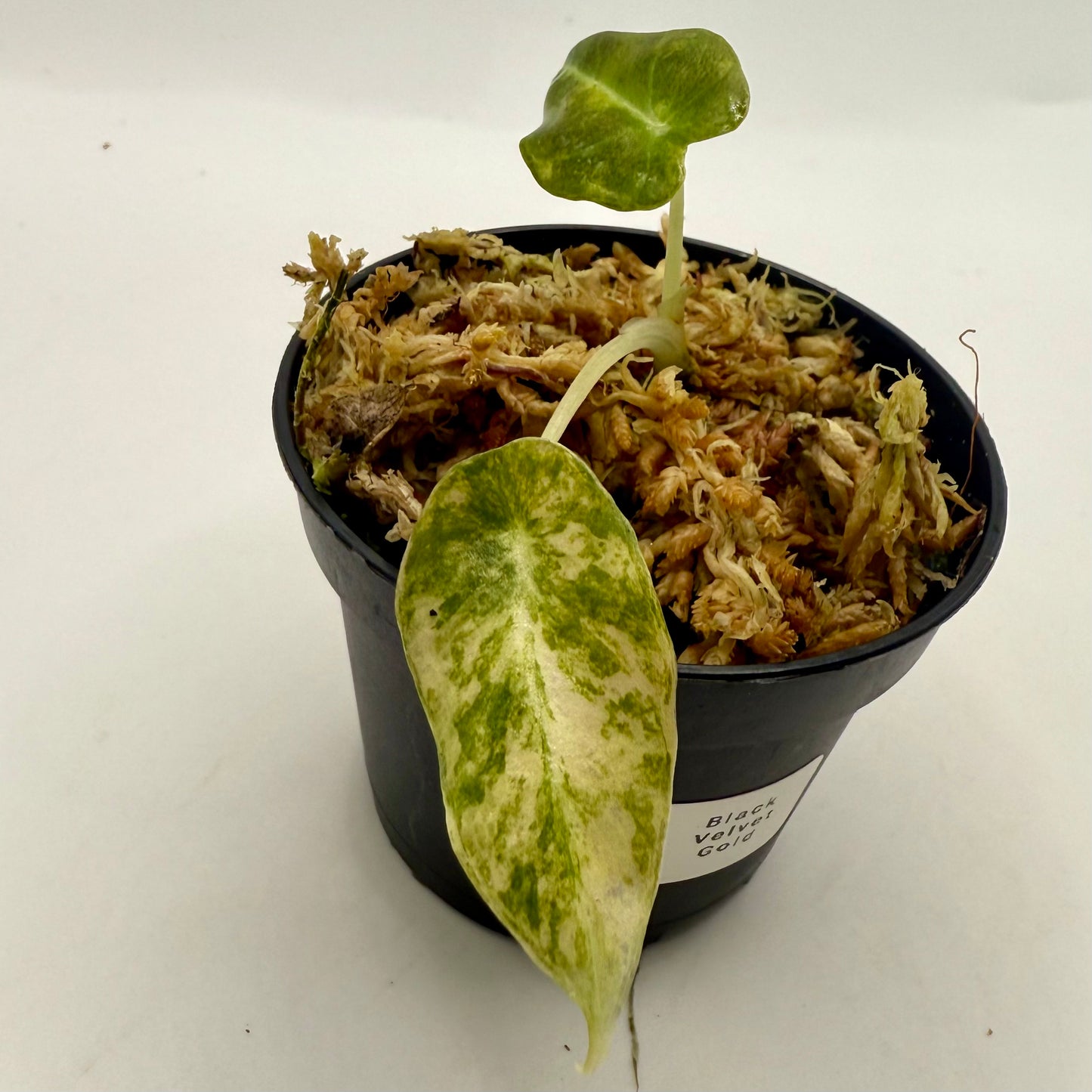 Alocasia Black Velvet Gold Variegata