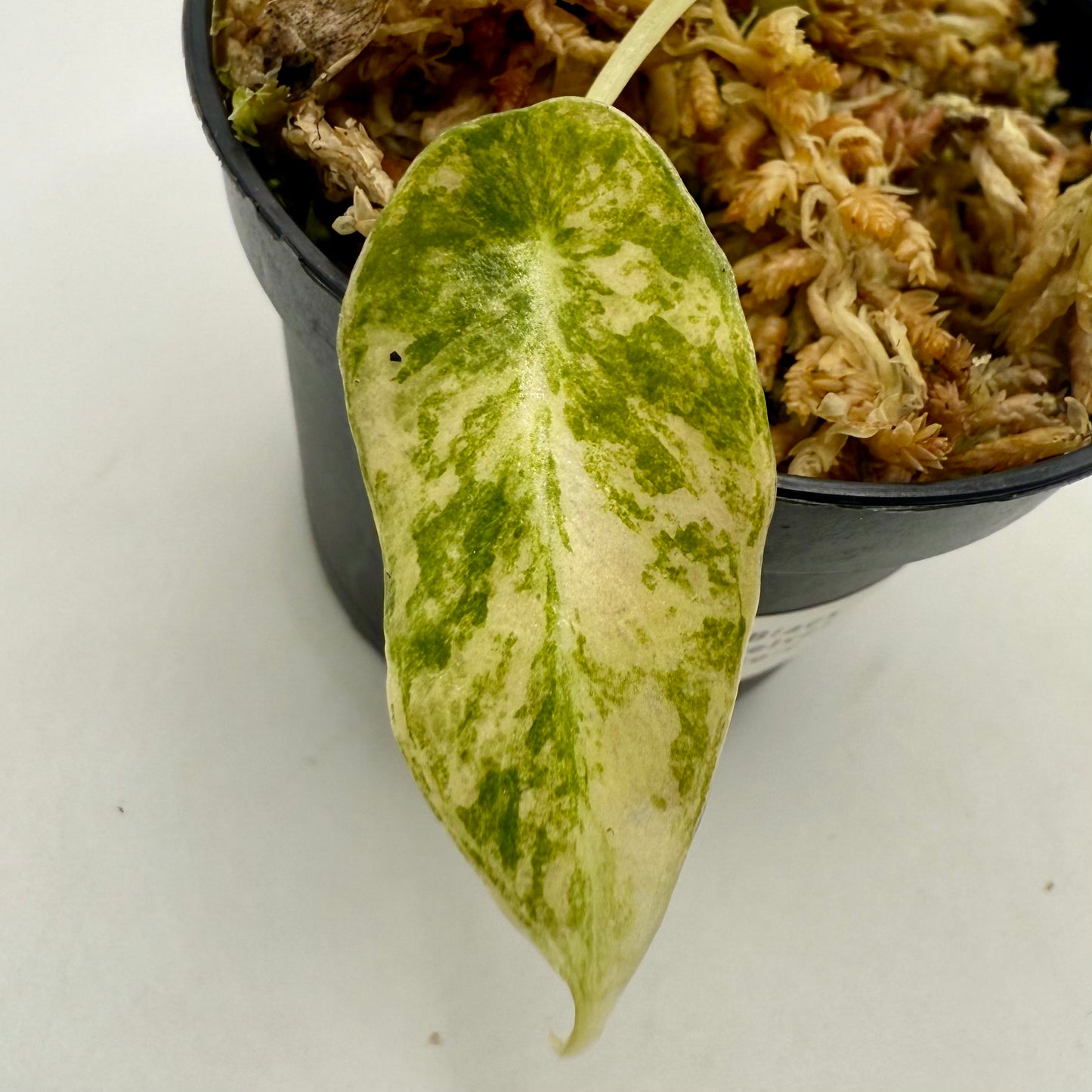 Alocasia Black Velvet Gold Variegata