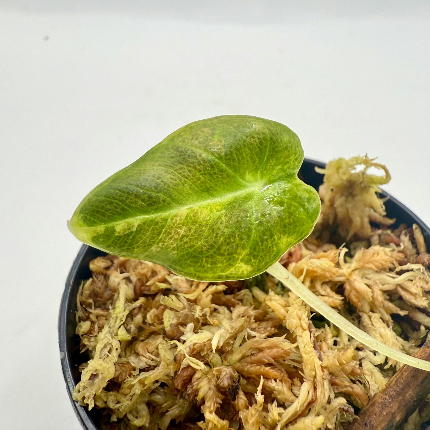 Alocasia Black Velvet Gold Variegata
