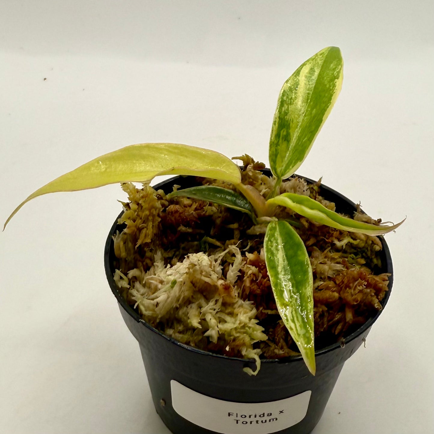 Philodendron Florida Beauty x Tortum Variegated