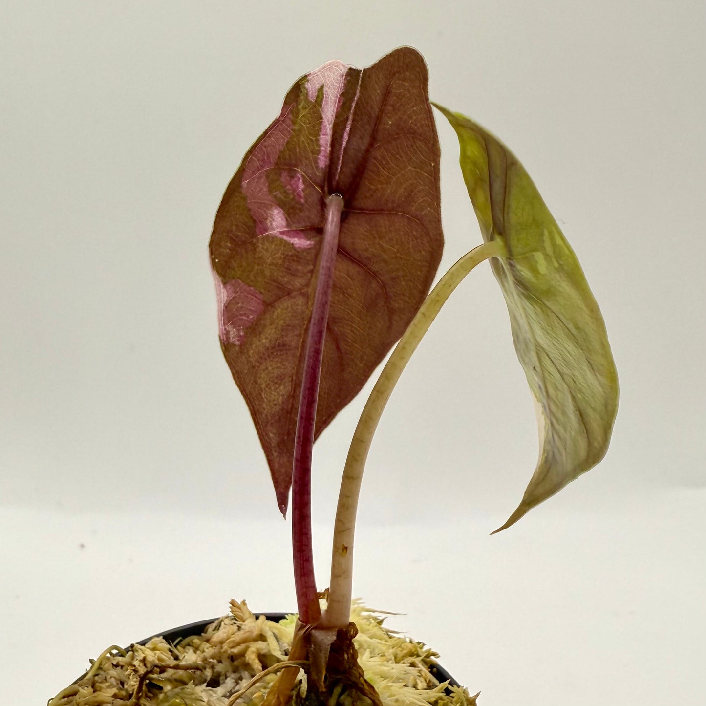 Alocasia Chantrieri Pink Variegata