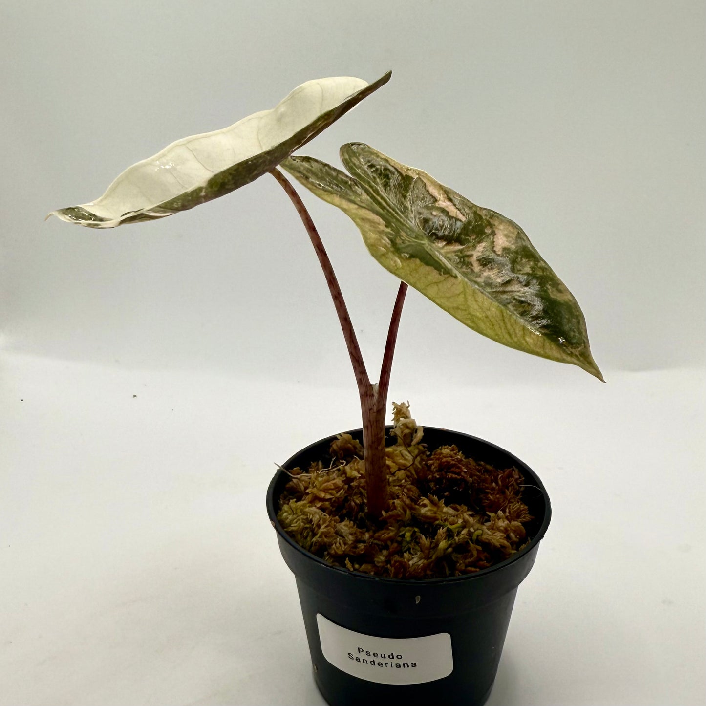 Alocasia Pseudo Sanderiana Albo/Pink Variegata