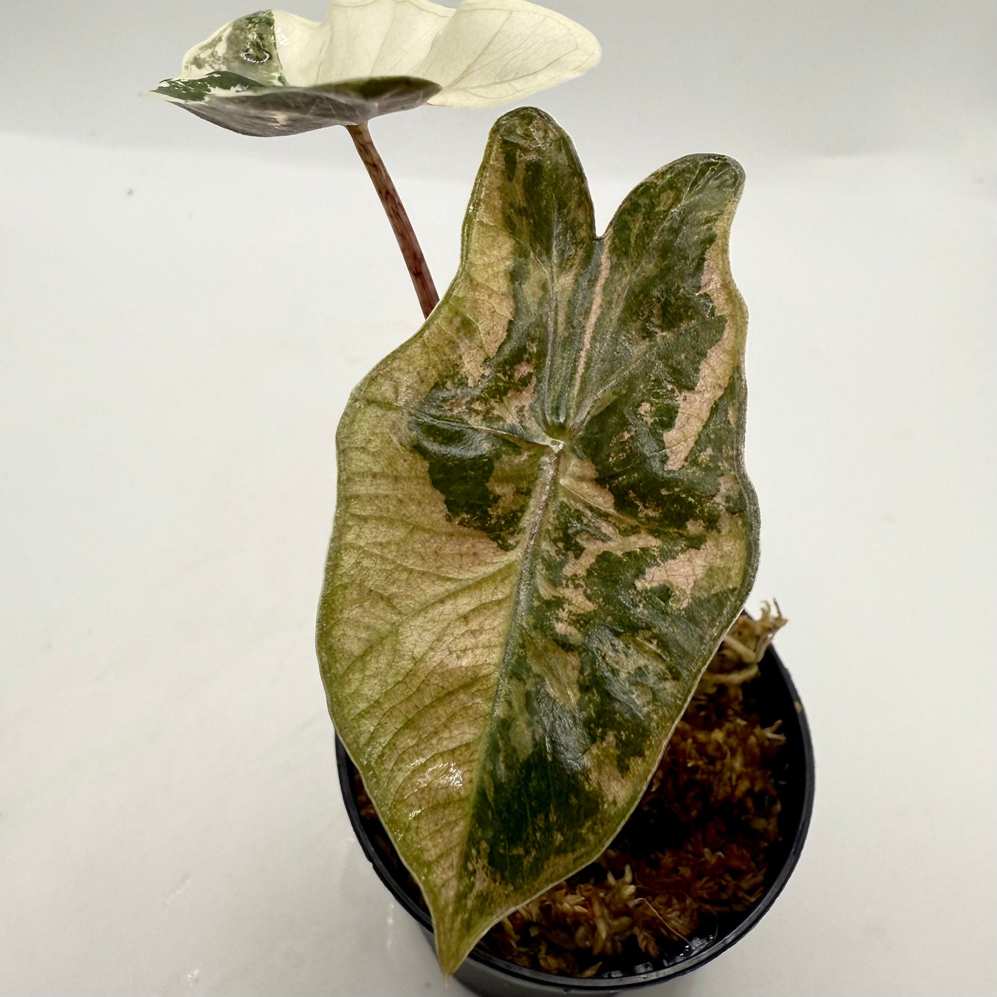 Alocasia Pseudo Sanderiana Albo/Pink Variegata