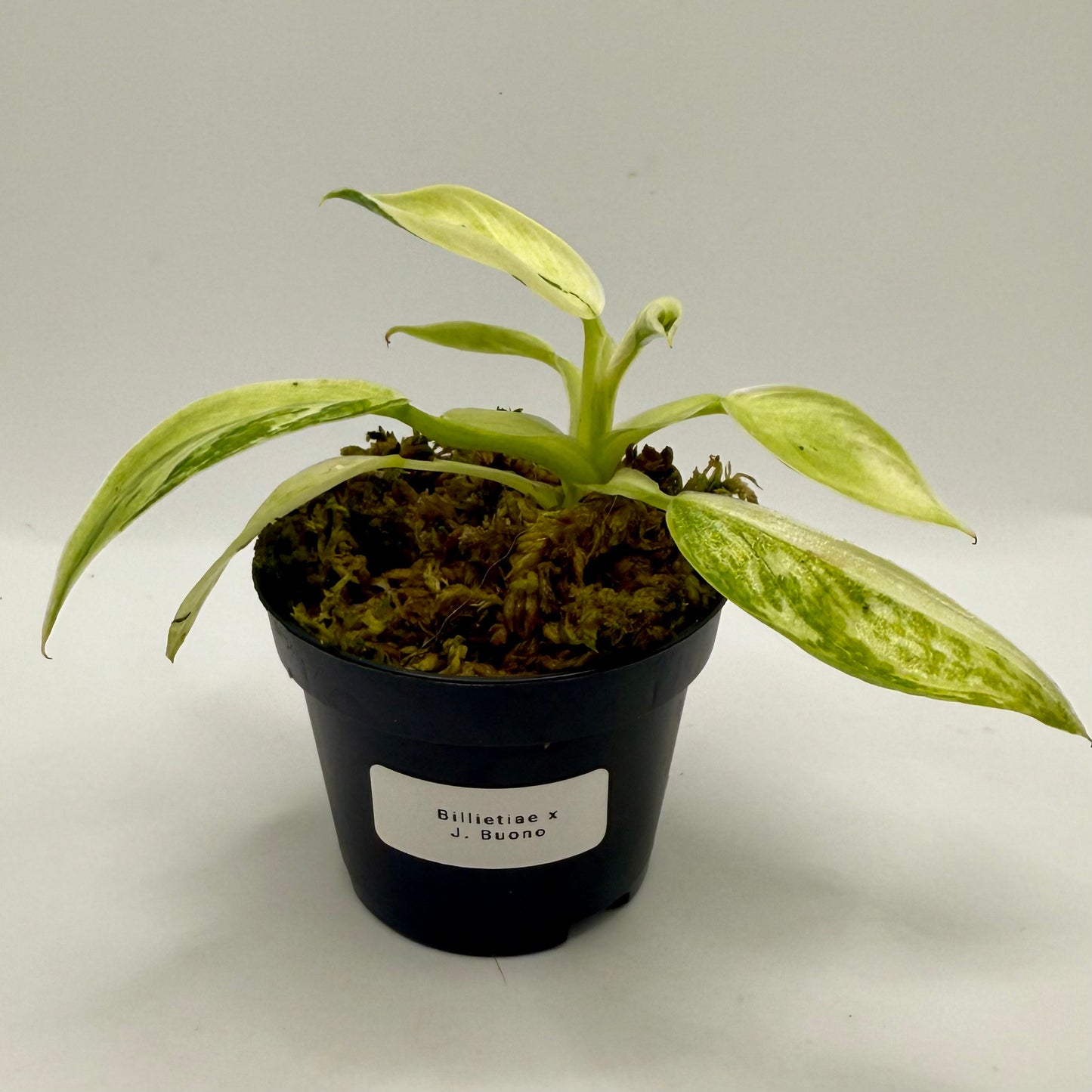 Philodendron Billietiae x José Buono Variegated