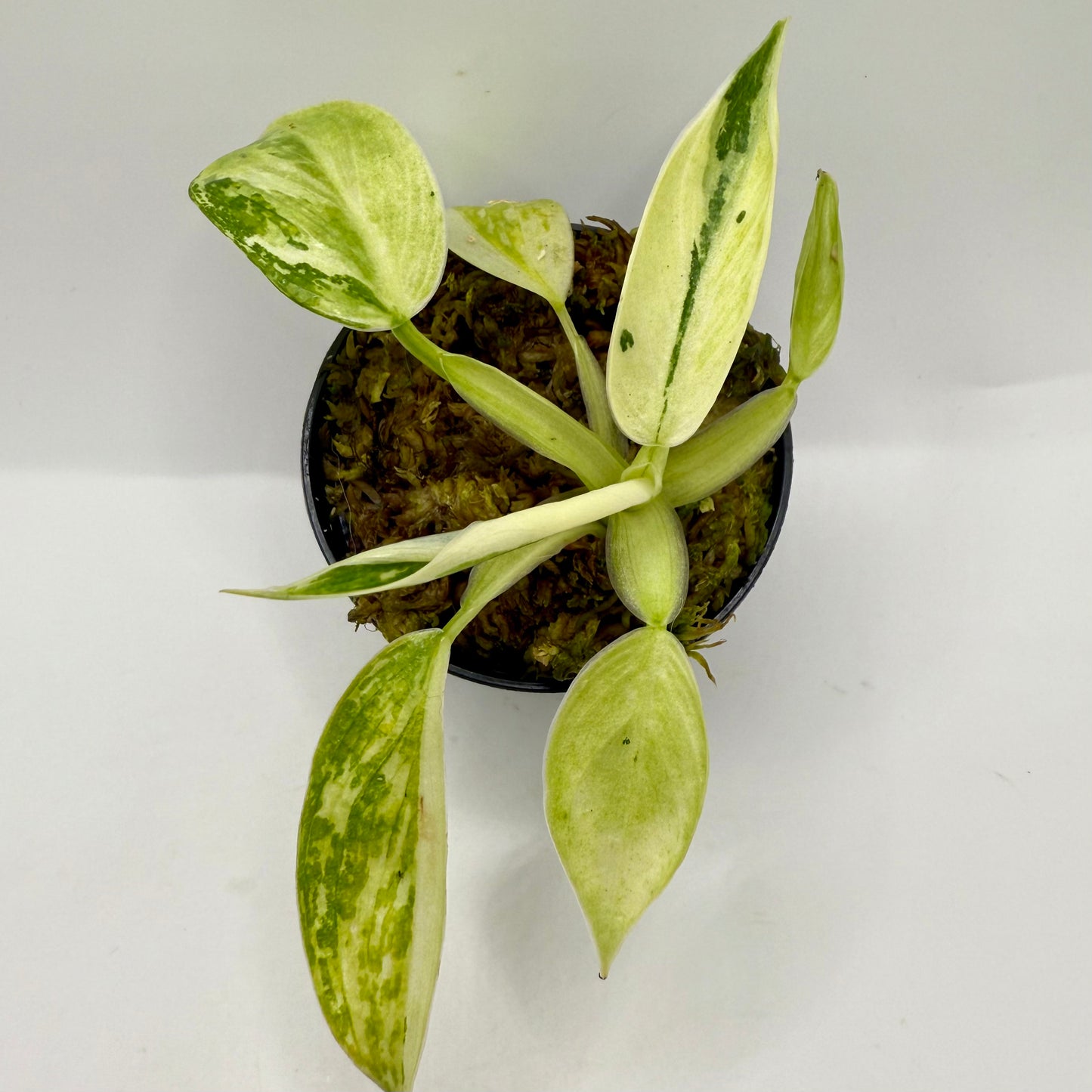 Philodendron Billietiae x José Buono Variegated