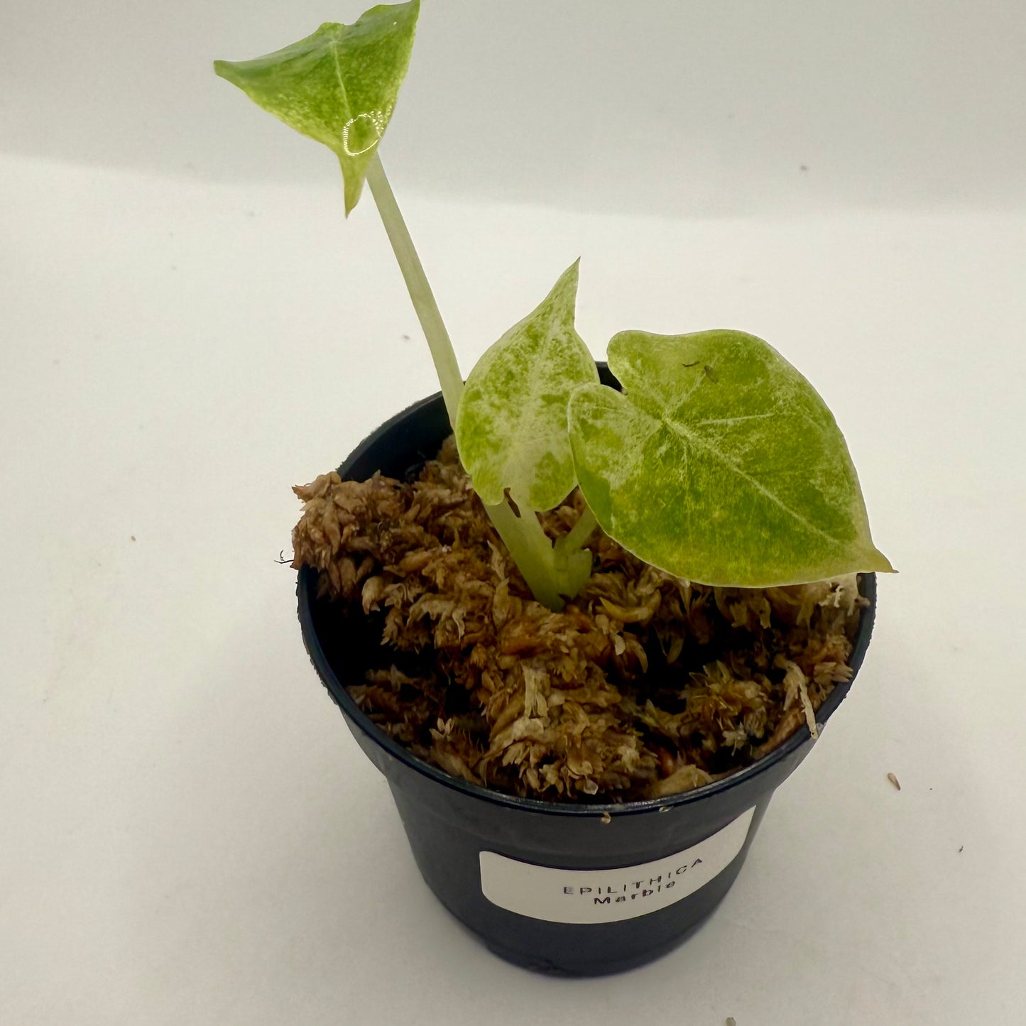 Alocasia Epilithica Marble Variegata