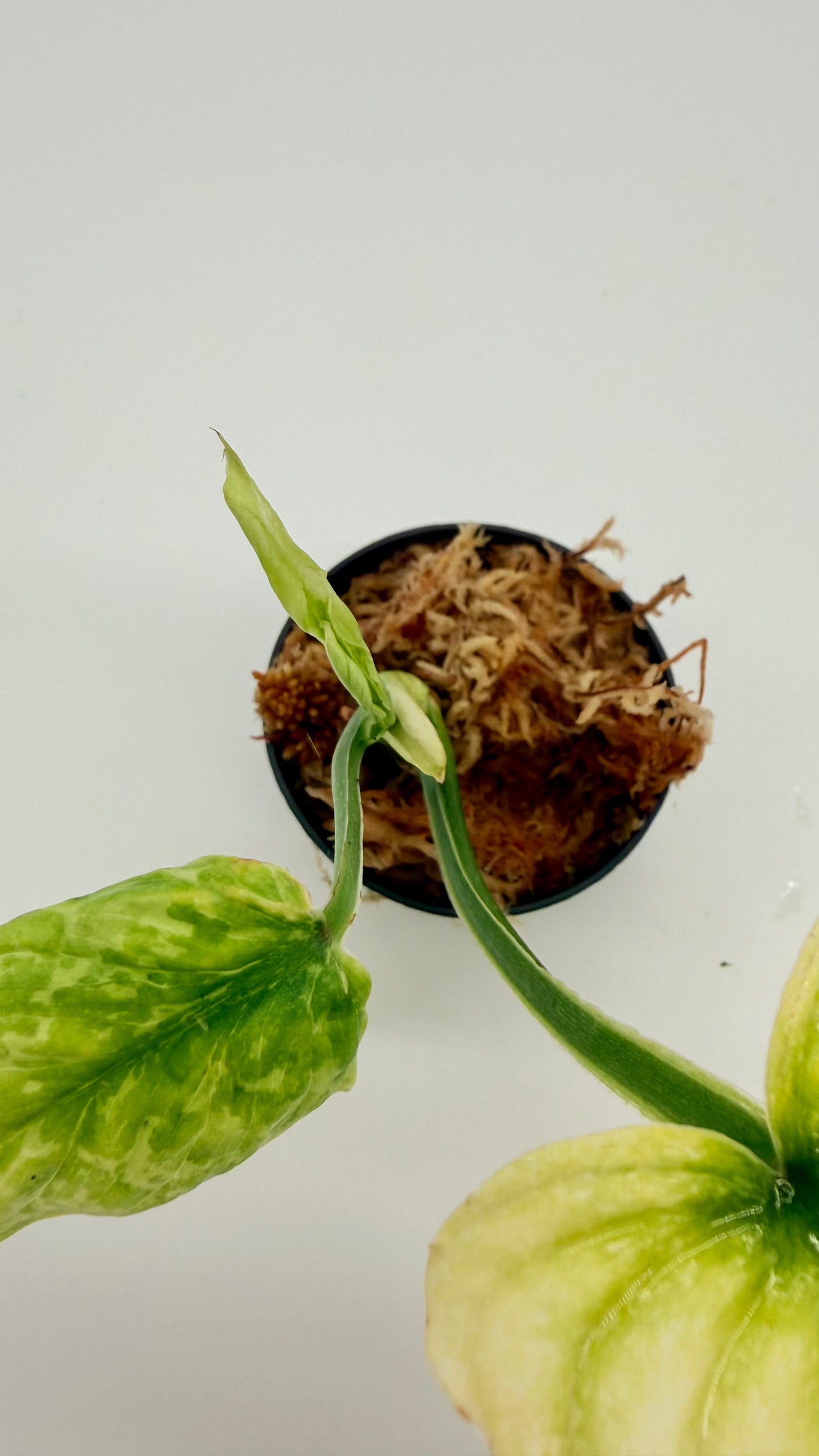Philodendron Plowmanii Variegated