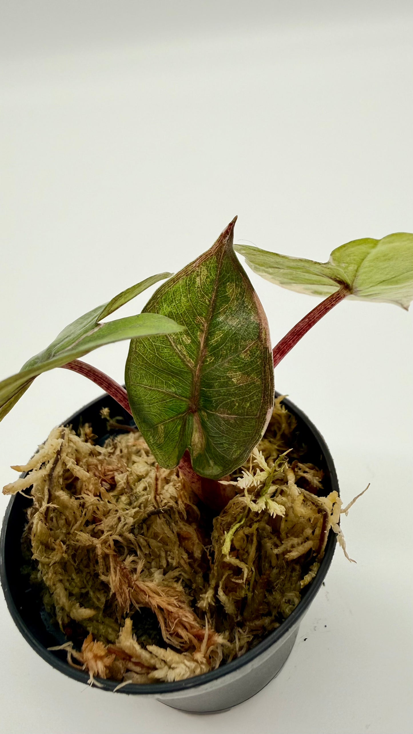 Alocasia Yucatán Princess Albo/Pink Variegata