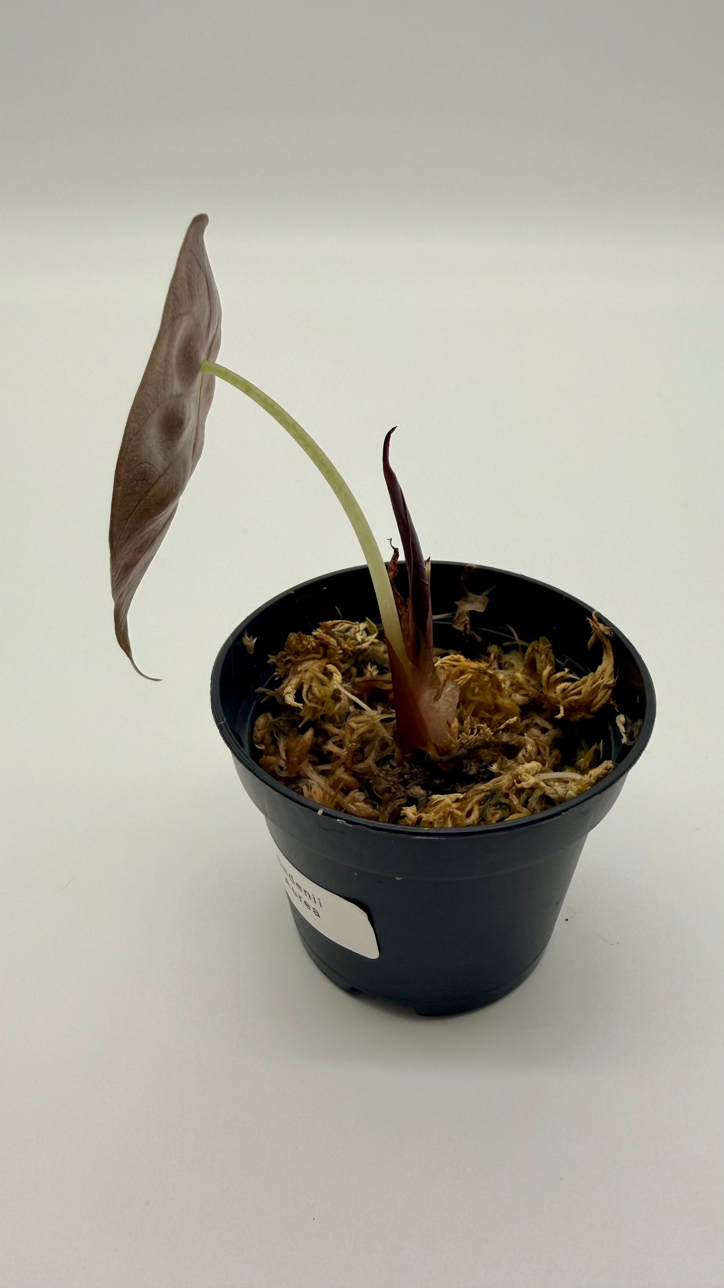 Alocasia Sedenii Aurea Variegata
