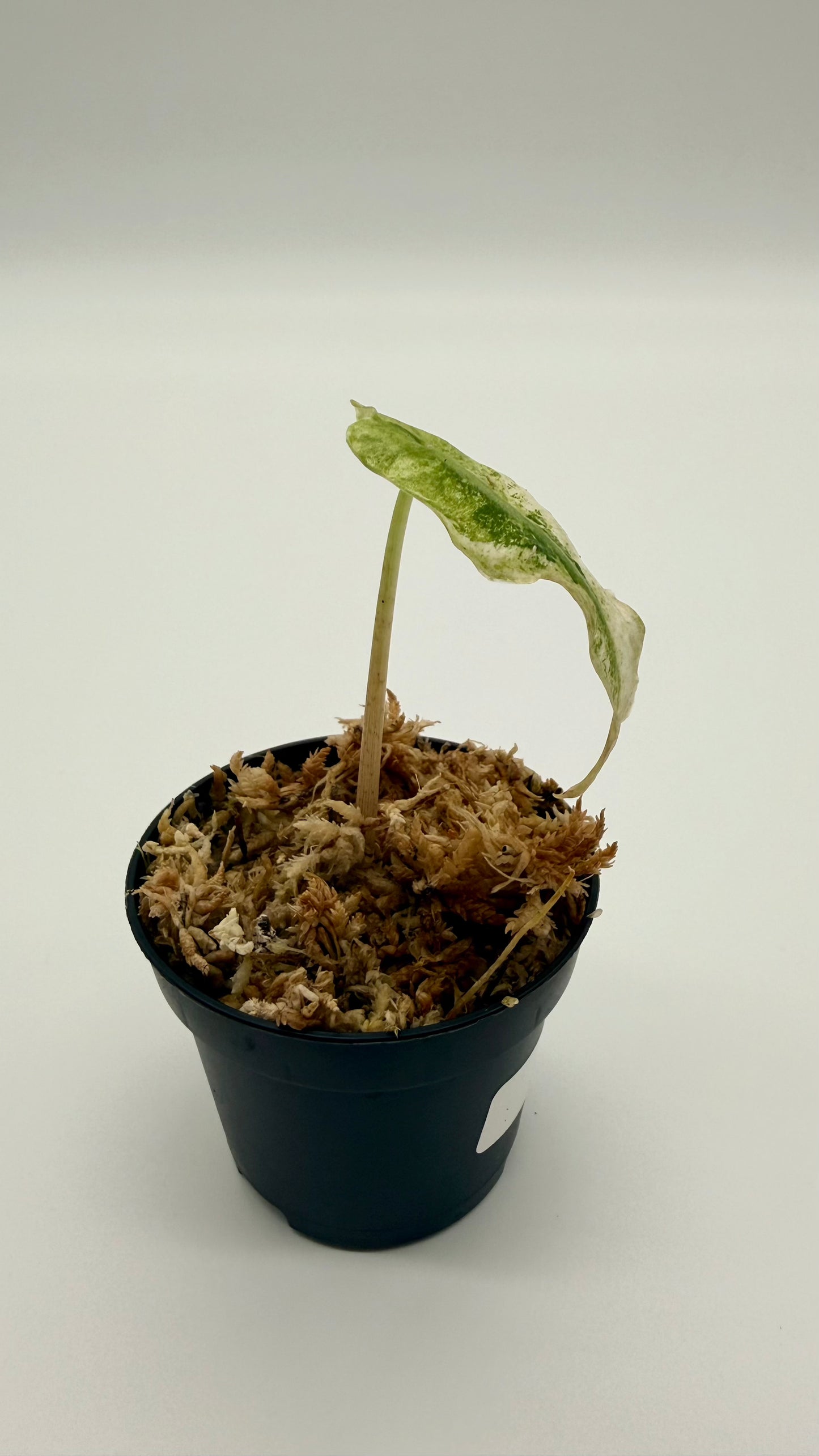 Alocasia Venom Albo/Pink Variegata