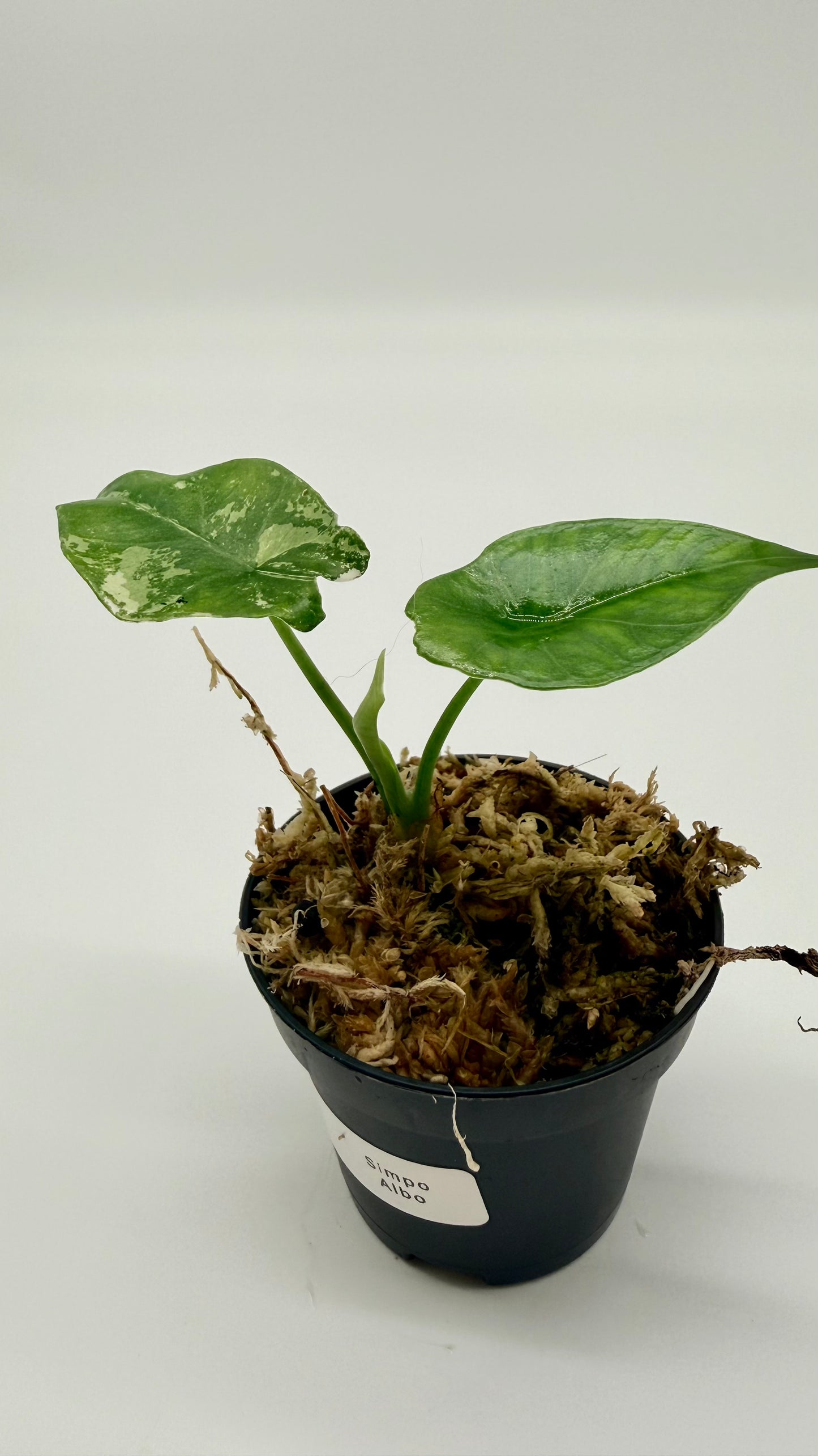 Alocasia Simpo Albo Variegata