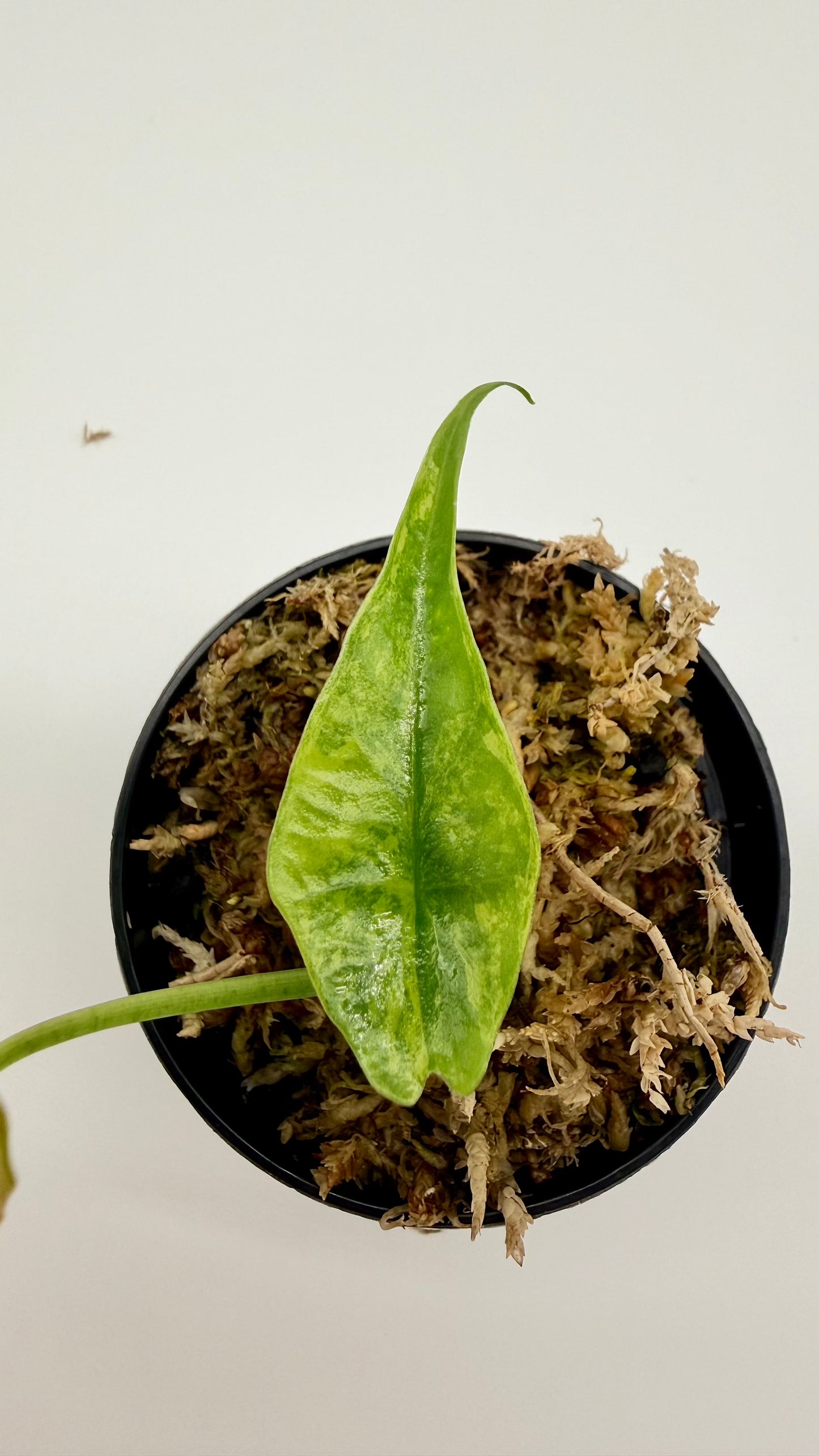 Alocasia Simpo Aurea Variegata