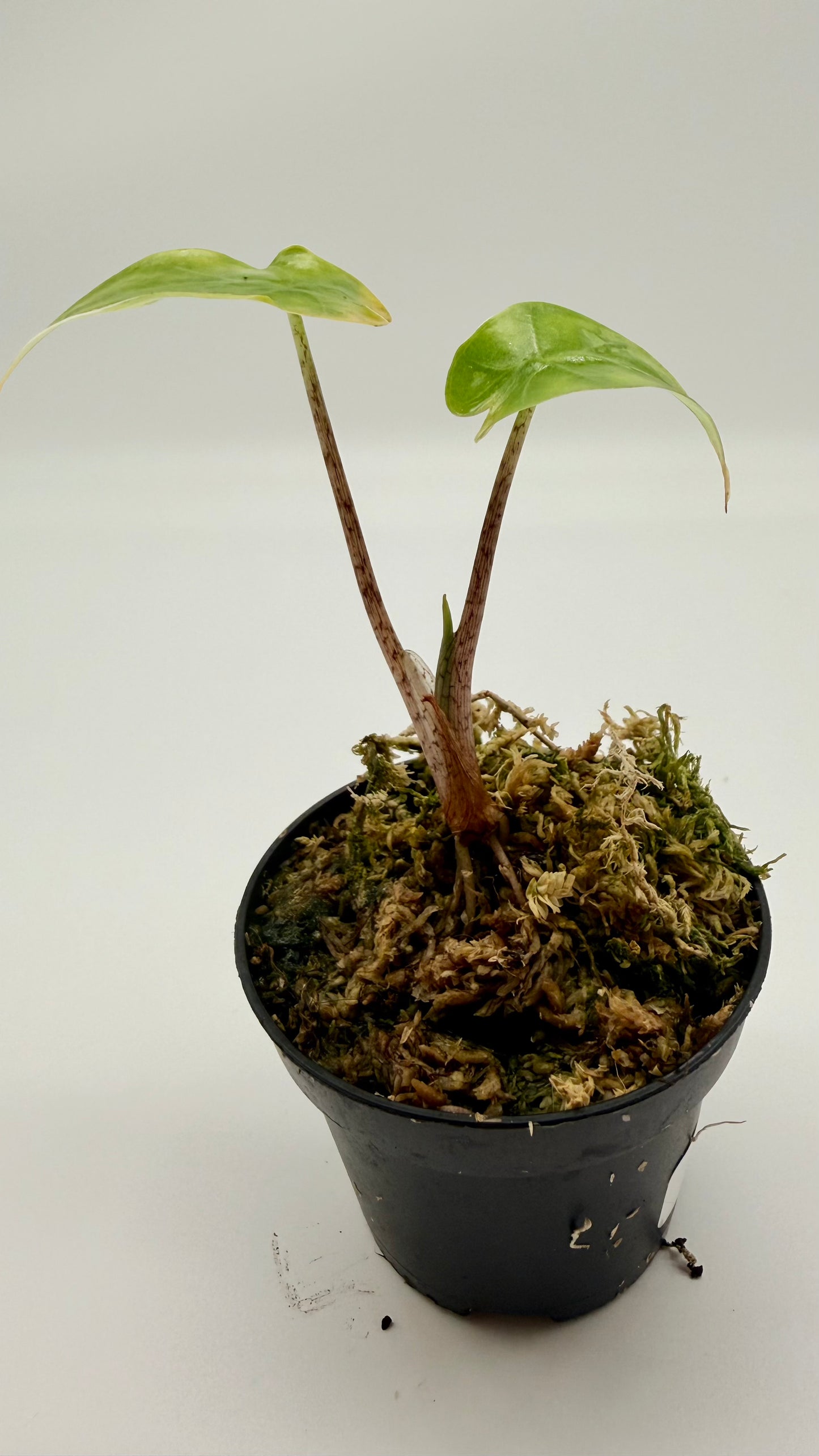 Alocasia Portodora Albo Variegata