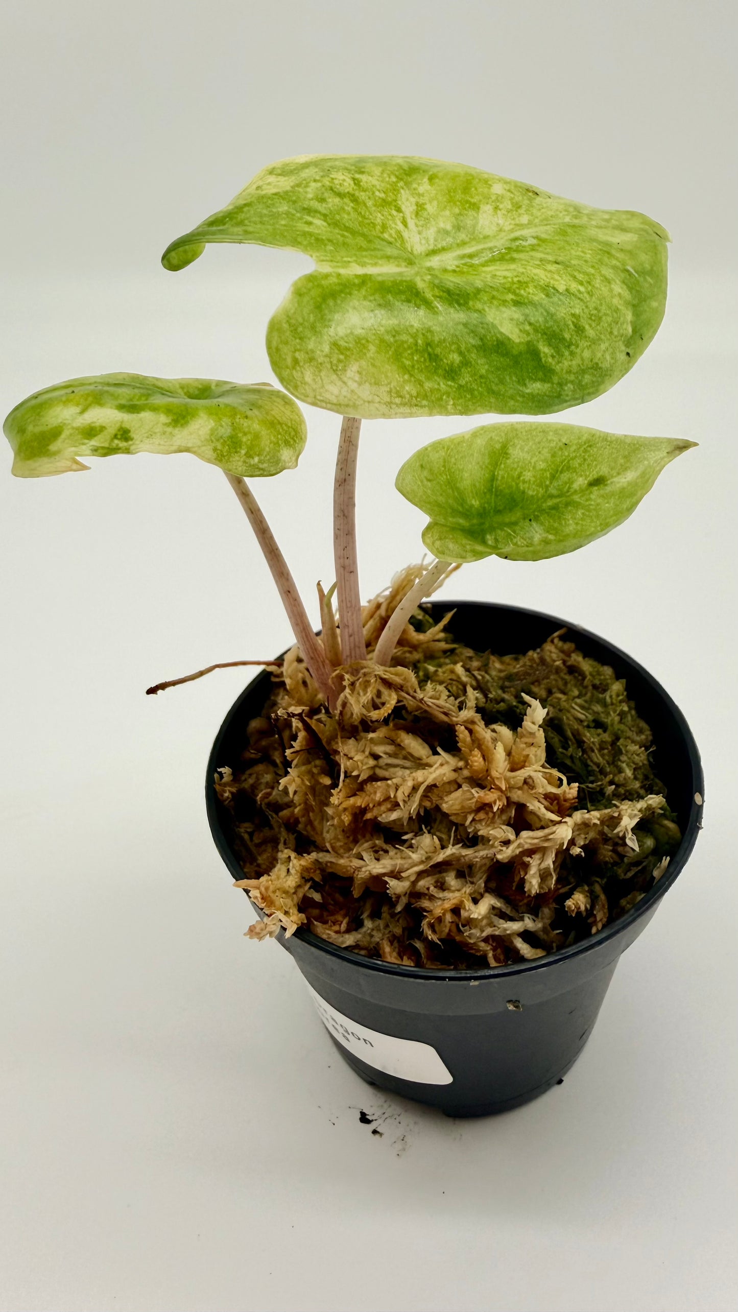 Alocasia Pink Dragon Aurea Variegata