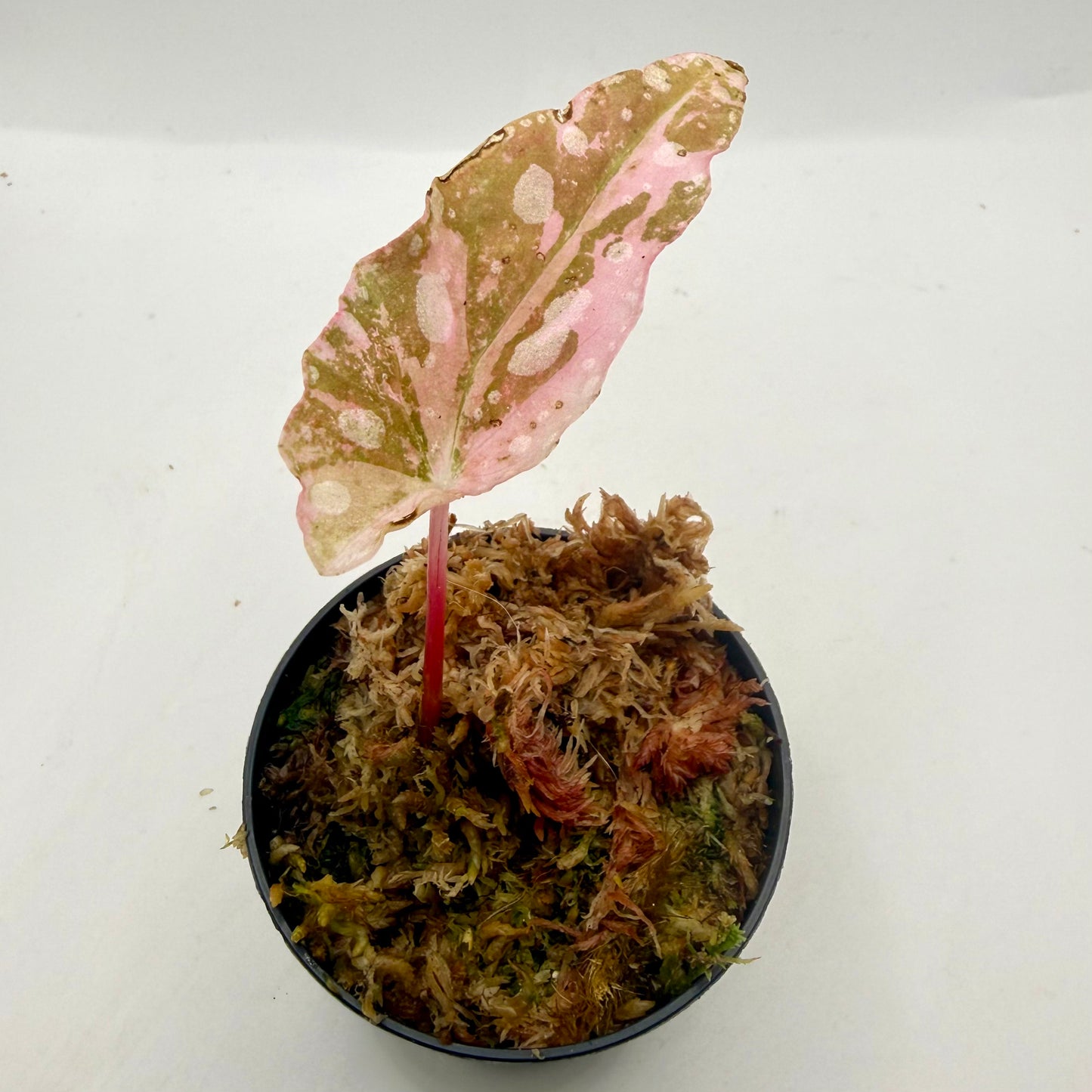 Begonia Maculata Pink Variegated