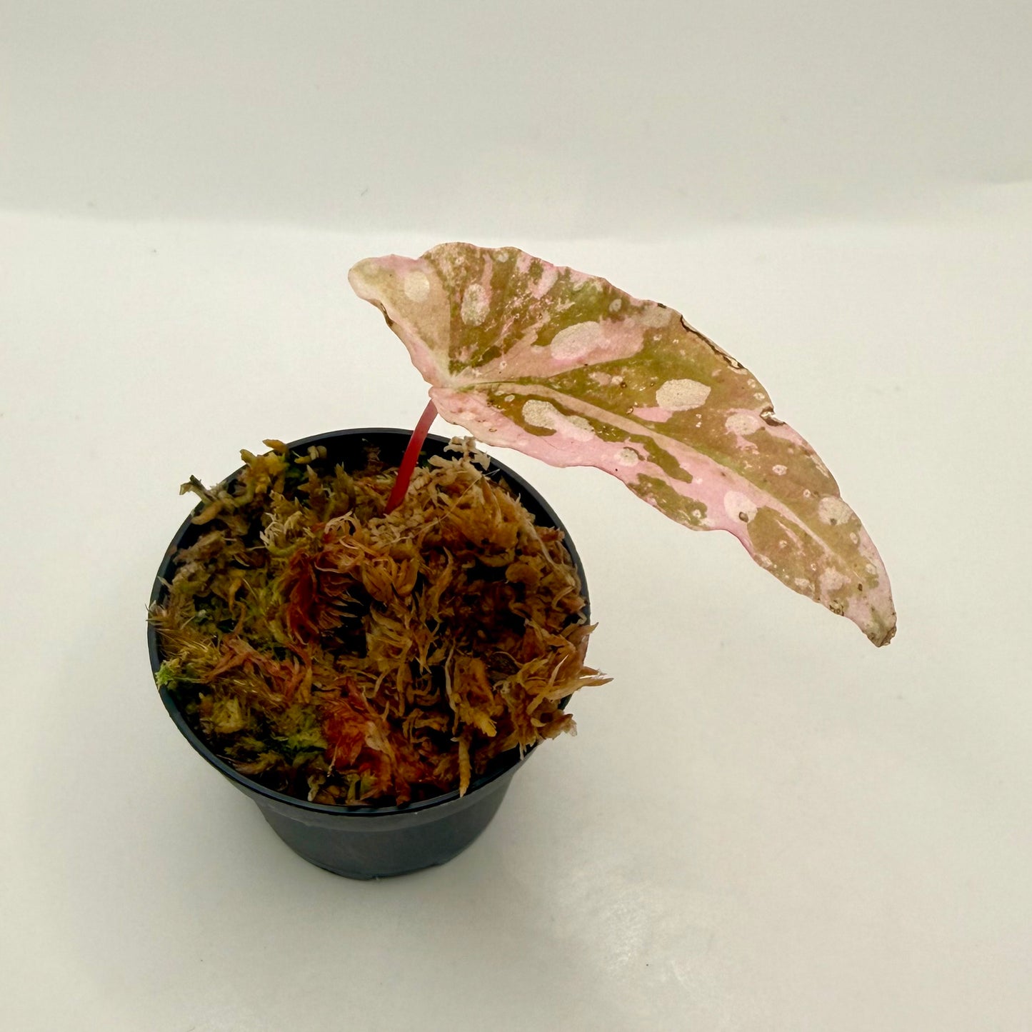 Begonia Maculata Pink Variegated