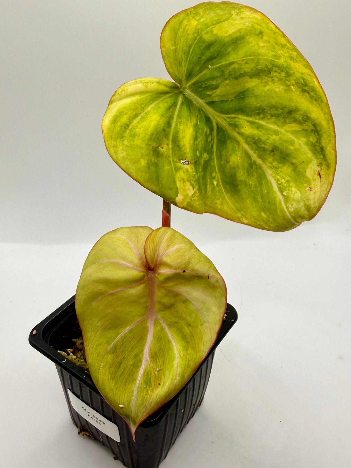 Philodendron Gloriosum Aurea Variegated