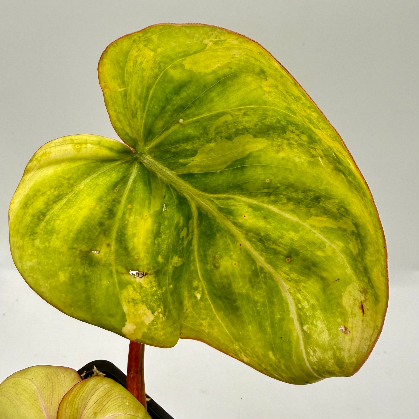 Philodendron Gloriosum Aurea Variegated