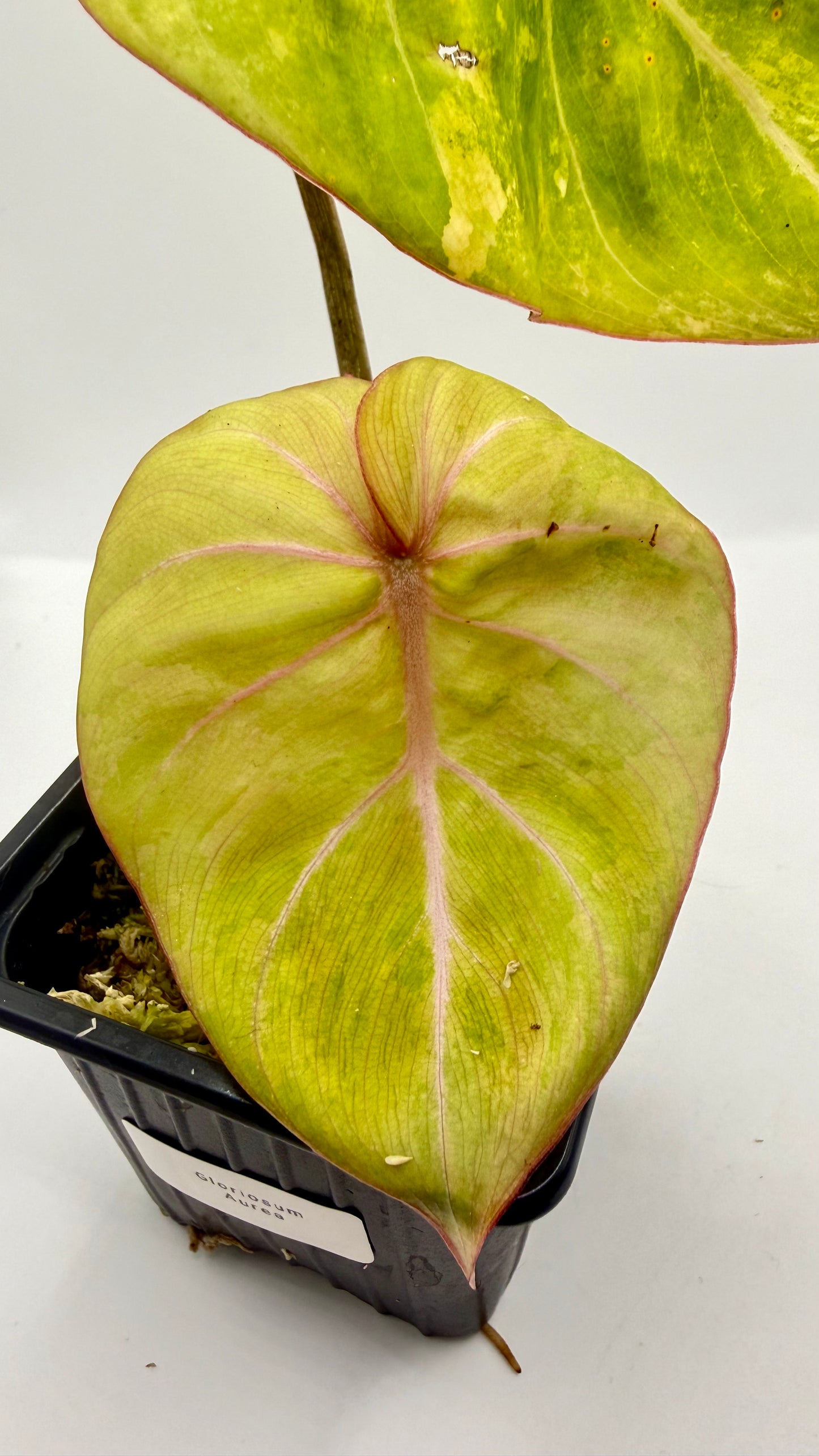 Philodendron Gloriosum Aurea Variegated