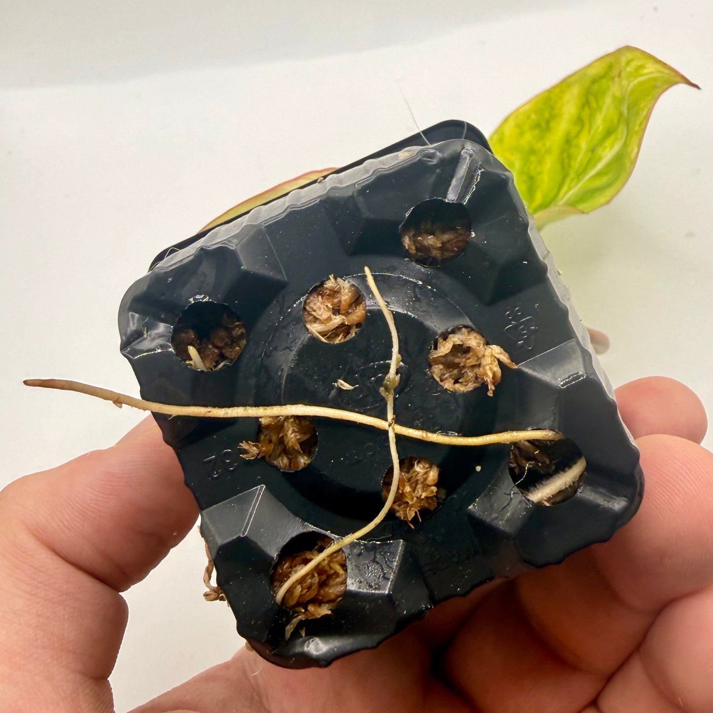 Philodendron Gloriosum Aurea Variegated