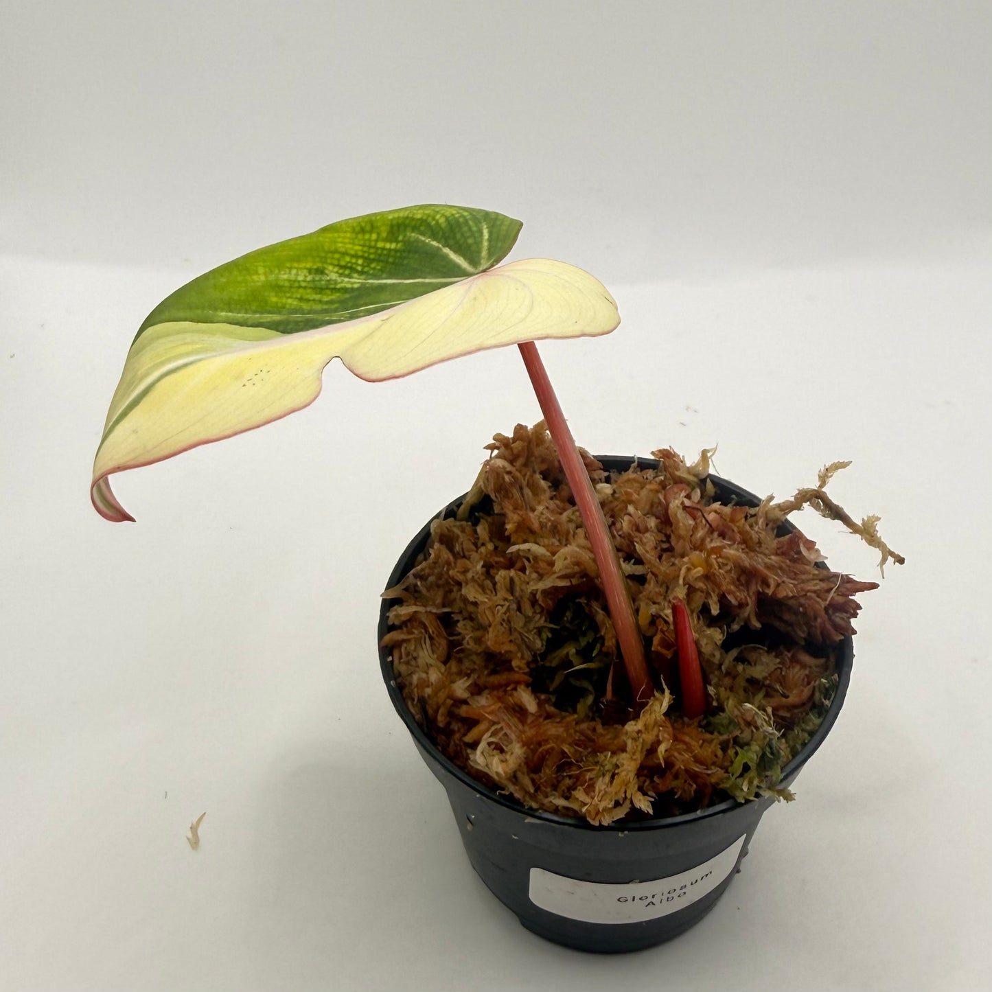 Philodendron Gloriosum Albo Variegated