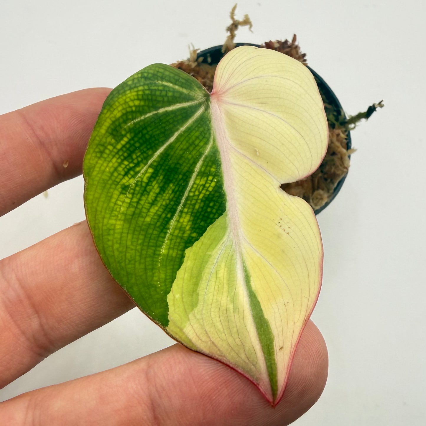 Philodendron Gloriosum Albo Variegated