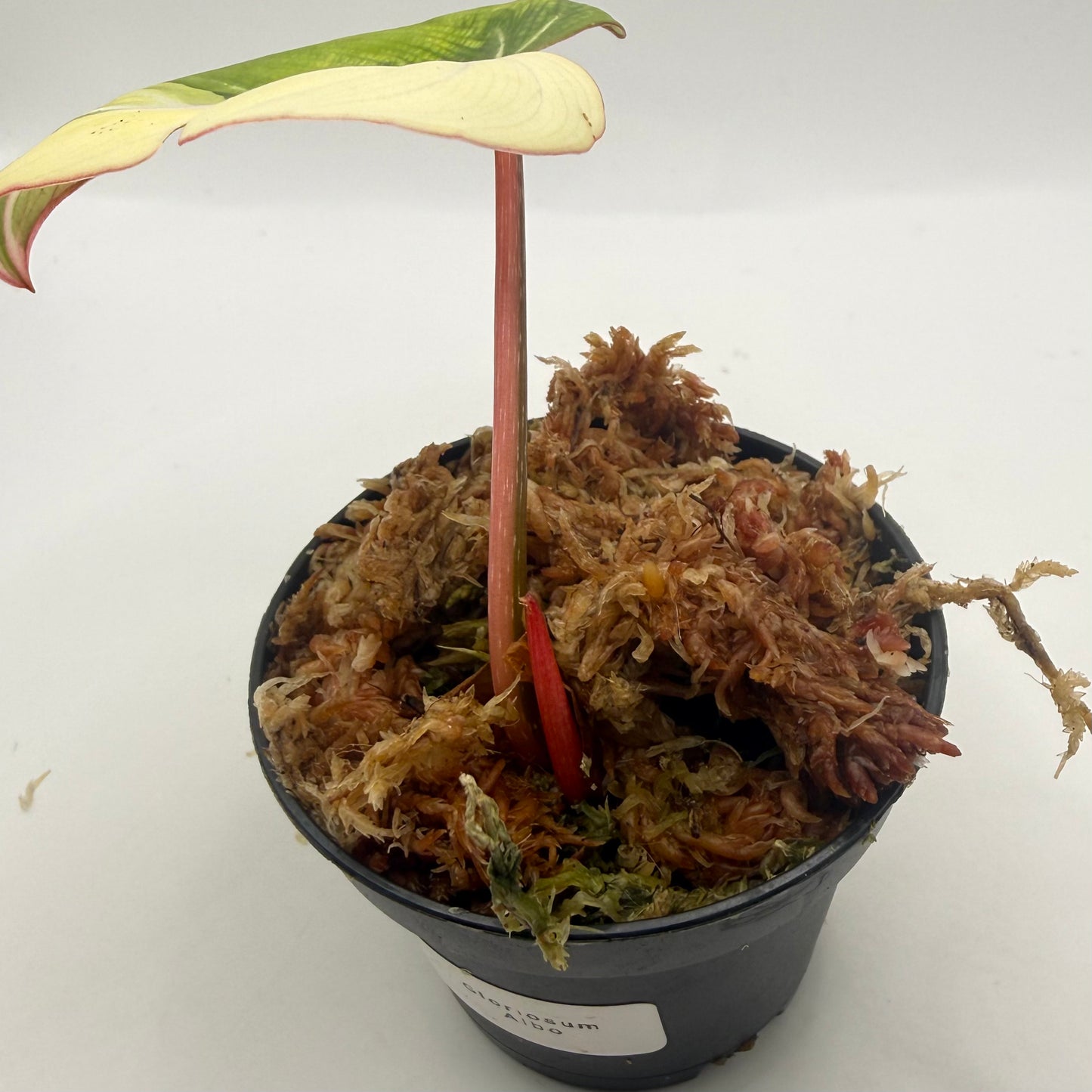 Philodendron Gloriosum Albo Variegated