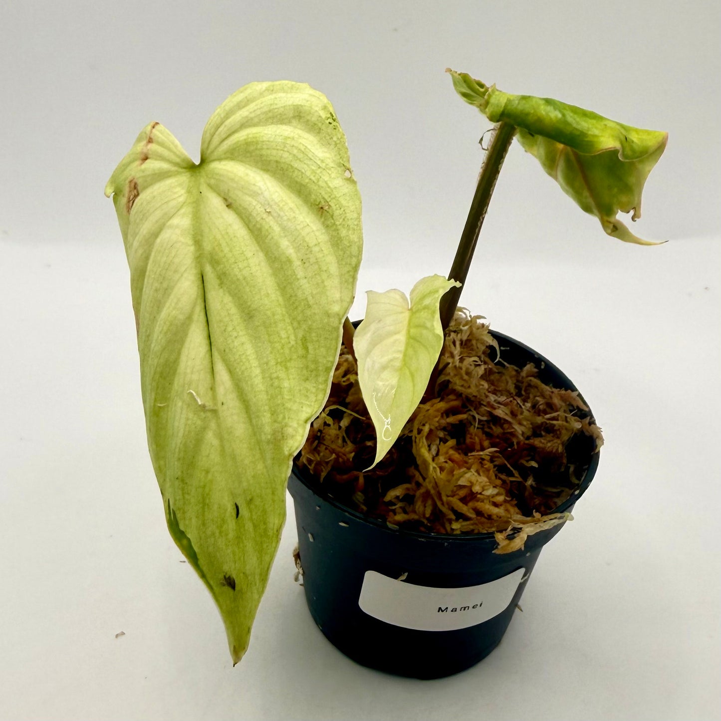 Philodendron Mamei Variegata