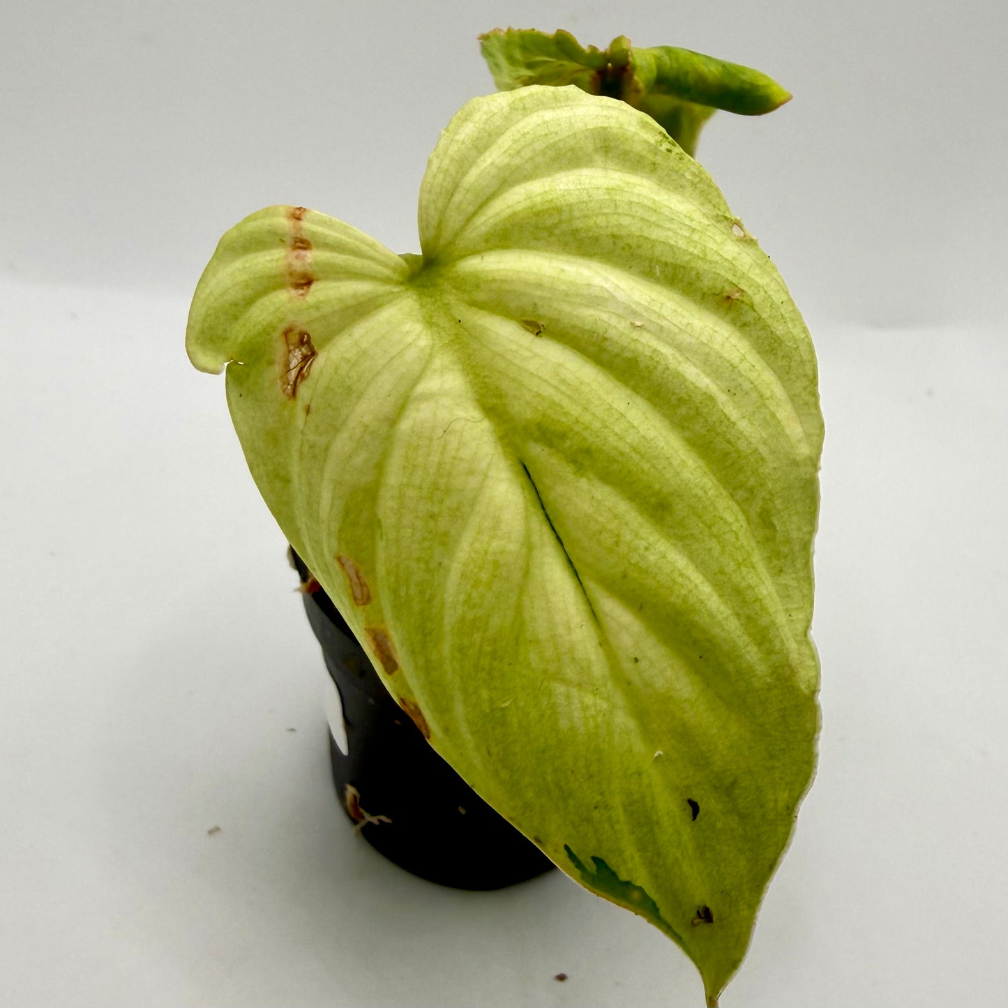 Philodendron Mamei Variegata
